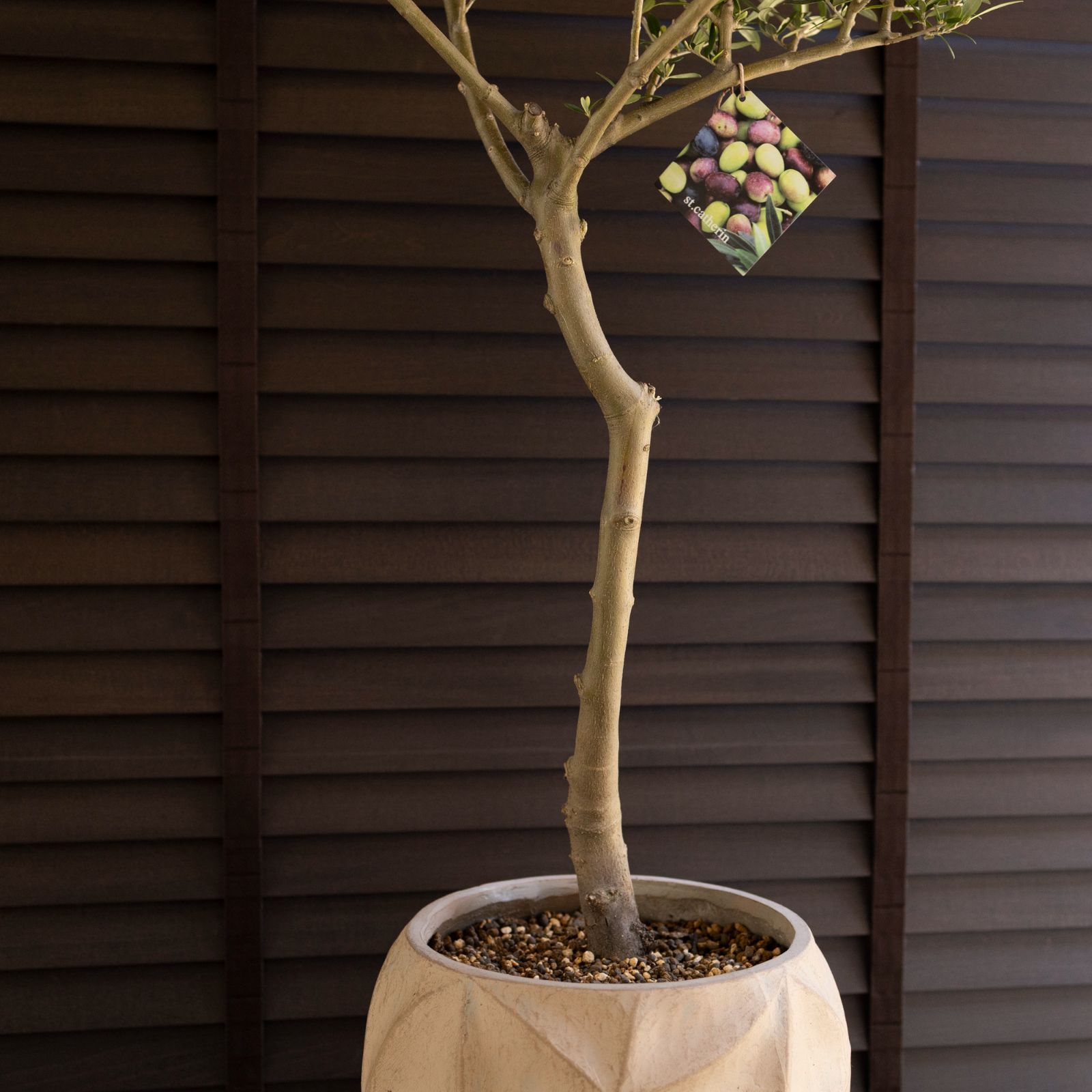 創樹 オリーブ Olive セントキャサリン 9号 陶器鉢 盆栽 SOUJU St