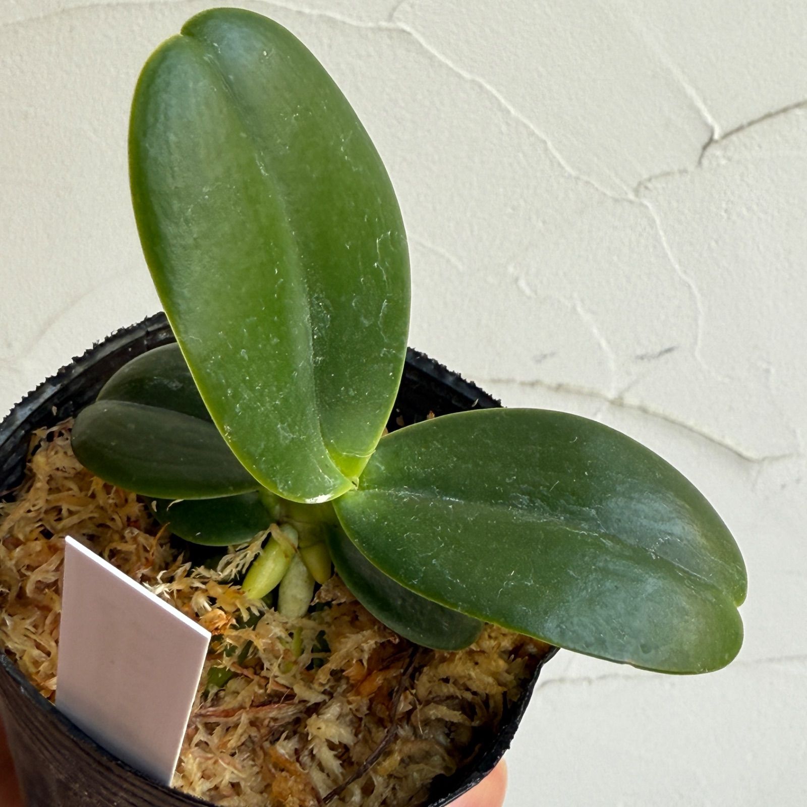 着生ラン】ナゴラン（名護蘭） 2.5号 水苔植え タグ付き - メルカリ