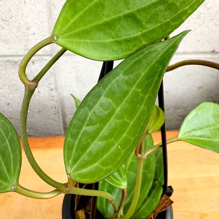 観葉植物】希少 ホヤ ラオ 3号 プラ/吊り鉢 - メルカリ