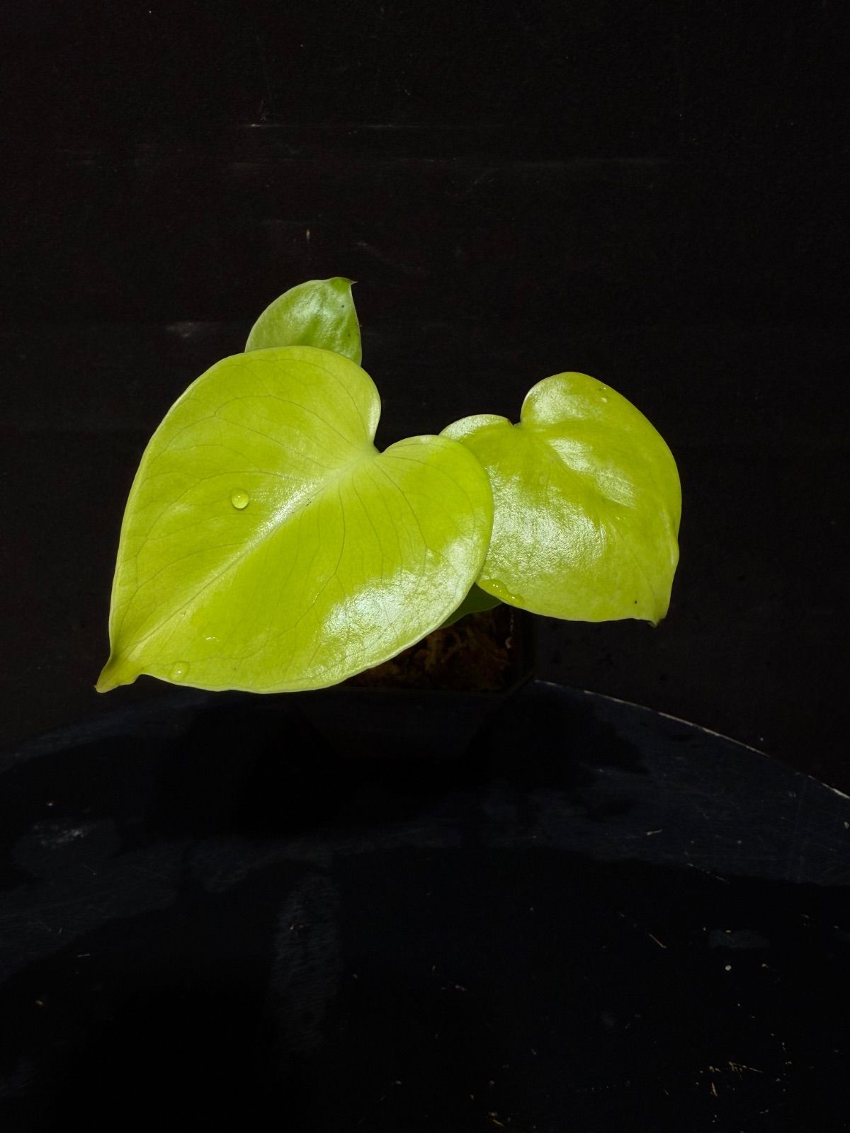 新種】Monstera deliciosa Gold leaf モンステラデリシオーサ 黄金葉