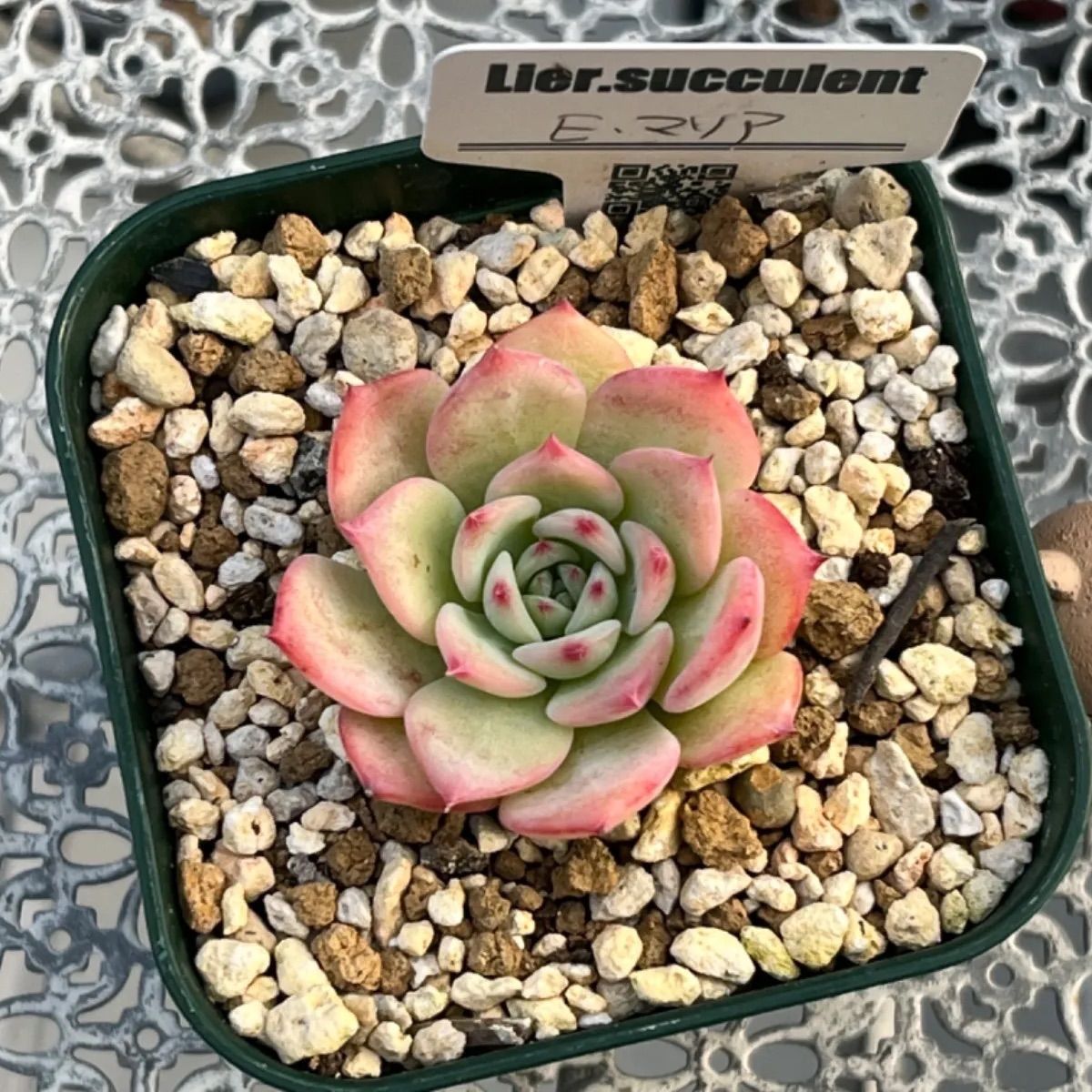 E.マリア 韓国苗 リエール苗 多肉植物 Lier.succulent 多肉植物 ☘️ リエールさん苗 Eマリア 抜き苗 札付き - メルカリ