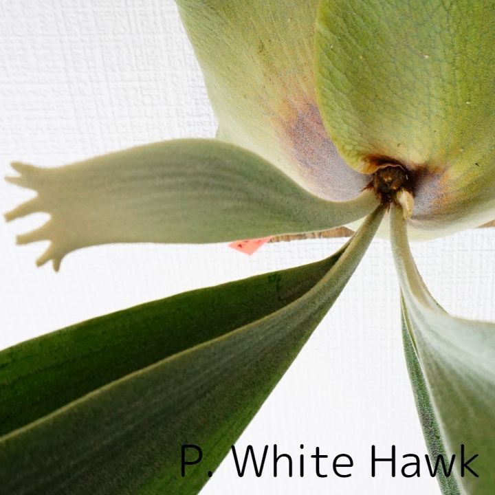 ビガクシダ P.White Hawk ホワイトホーク (子株) コウモリラン ビガクシダ P.White Hawk ホワイトホーク (子株) コウモリラン