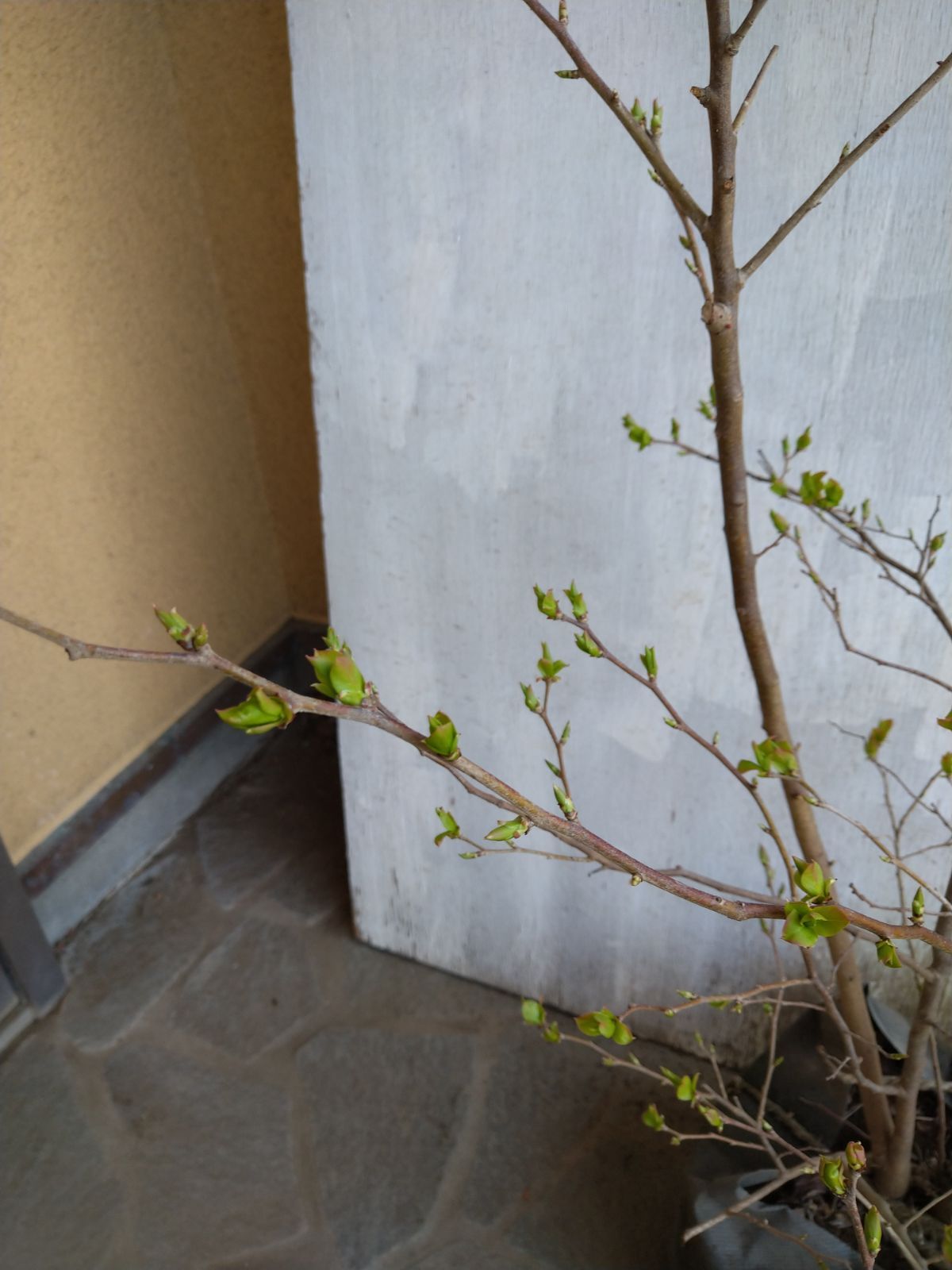 ナツハゼ株立ち