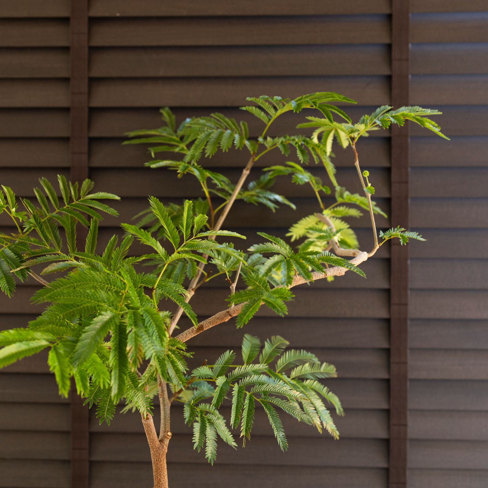 ソテツ 蘇鉄 2【現品】ドライガーデン 観葉植物 屋外 6号 蘇轍 ソテツ