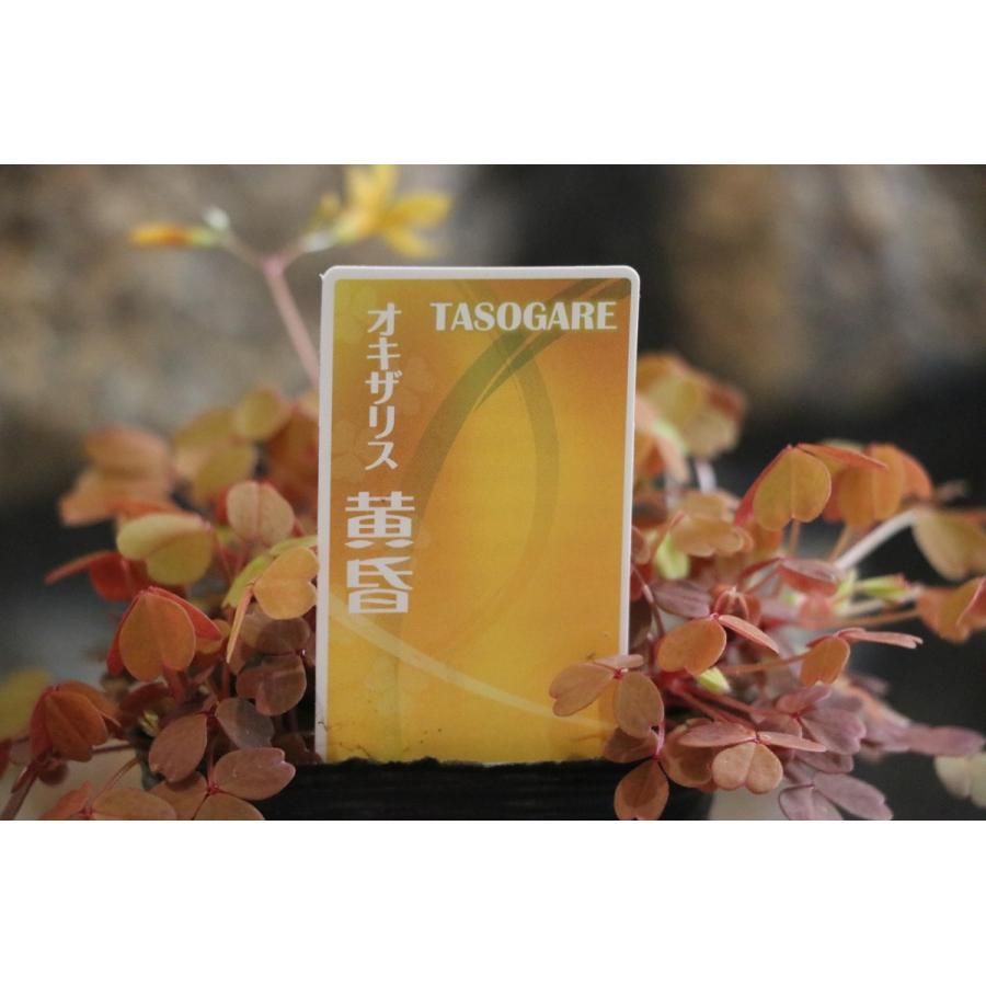オキザリス 黄昏 2.5ロングポット苗 1株販売 寄せ植え 花壇 カラー