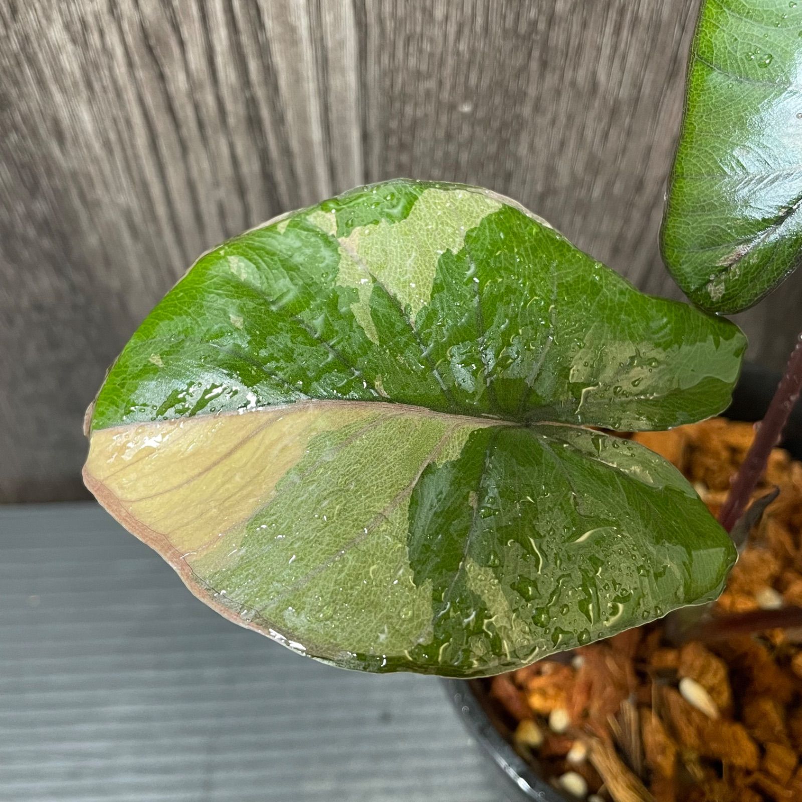 Alocasia serendipity pink variegated アロカシア セレンディピティ ピンク 斑入り - メルカリ