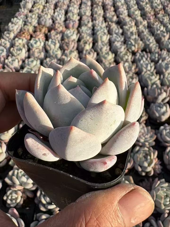 抜き苗 ミルクフォーム XJB449×50株 ふっくら 多肉植物