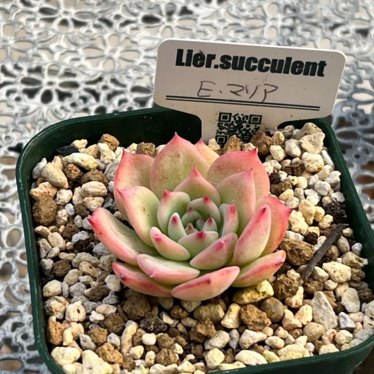 多肉植物 ☘️ リエールさん苗 Eマリア 抜き苗 札付き - メルカリ