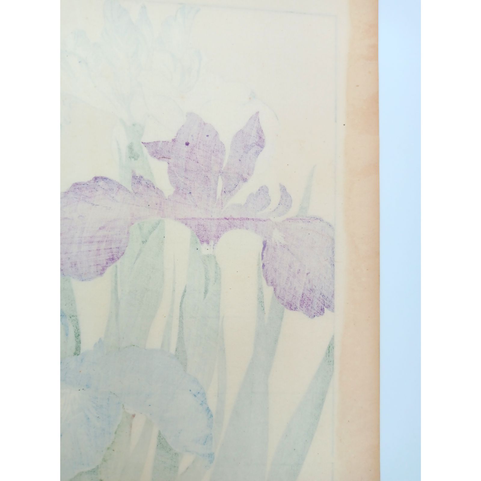 [真作]　谷上廣南　西洋草花図譜　1918年作「アイリス」　☆送料無料☆ 真作] 谷上廣南 西洋草花図譜 1918年作「アイリス」 ☆送料無料