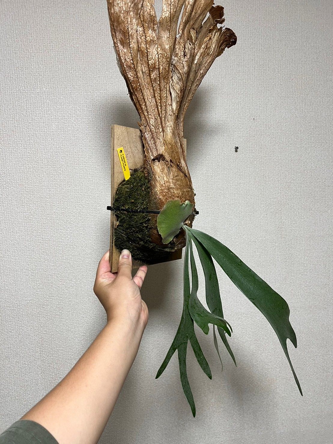 現物 ウィリンキー ワイルド 比較的細葉で素直な姿です。ビカクシダ ▽P.Willinckii SP▽ WILD ワイルド 細葉 【PLANET】ビカクシダ