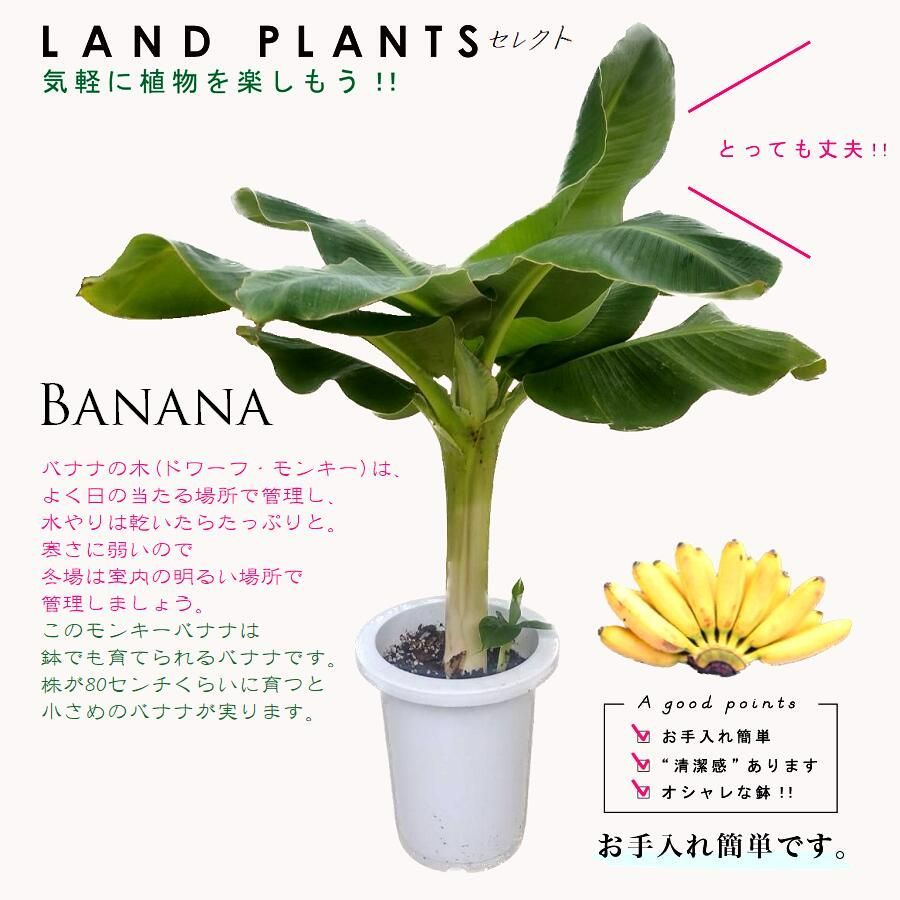 バナナ（ドワーフモンキー） 7号 白色 プラスチック鉢 モンキーバナナ ドワーフバナナ バナナの木 Banana - メルカリ