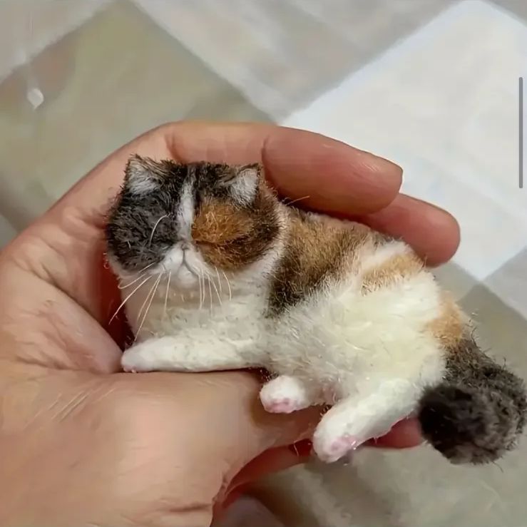 羊毛フェルト　猫　(エキゾチックショートヘア) 羊毛フェルトの猫 エキゾチックショートヘア – muumuufactory