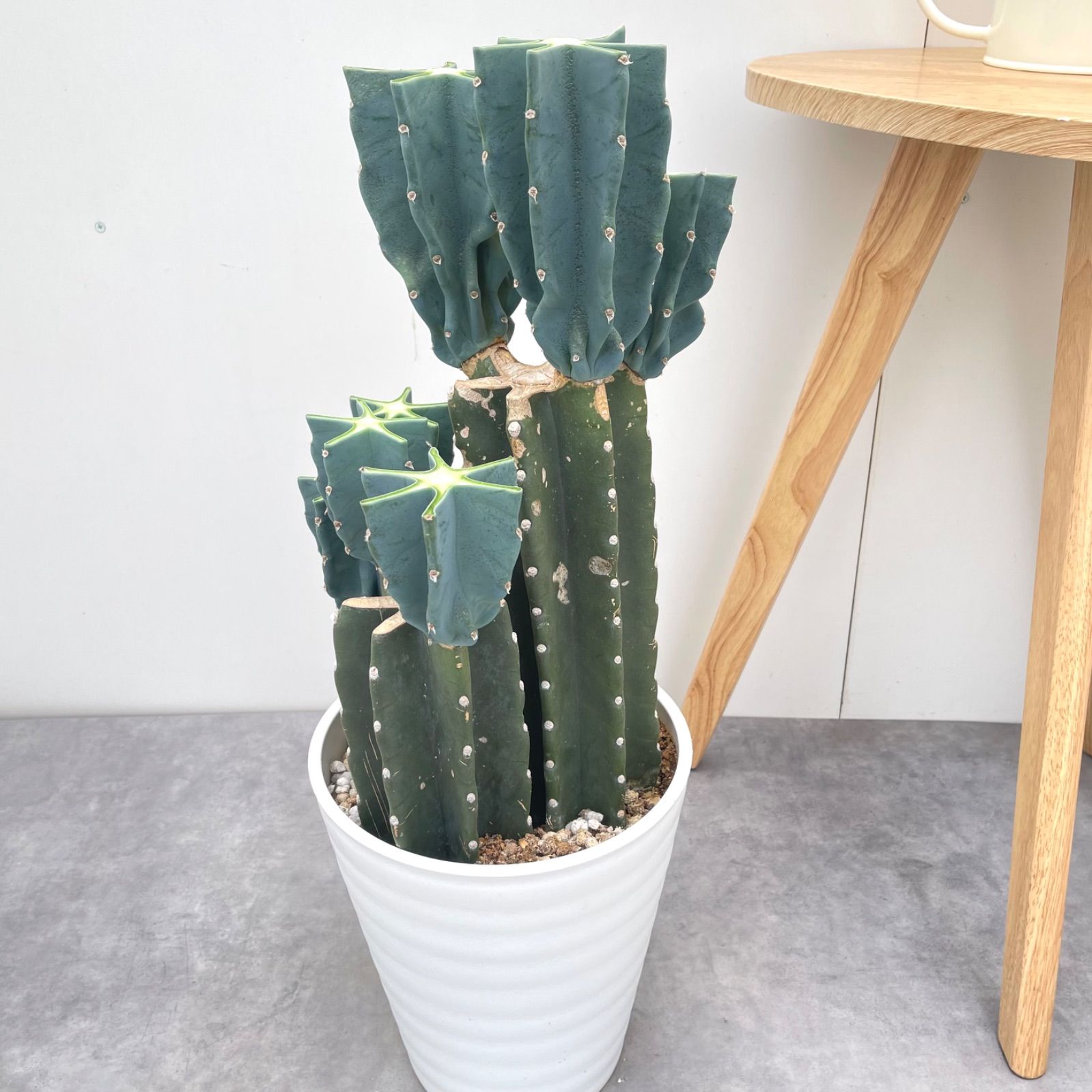 柱サボテン ブランチ 3本植え 5【現品】観葉植物 ドライガーデン