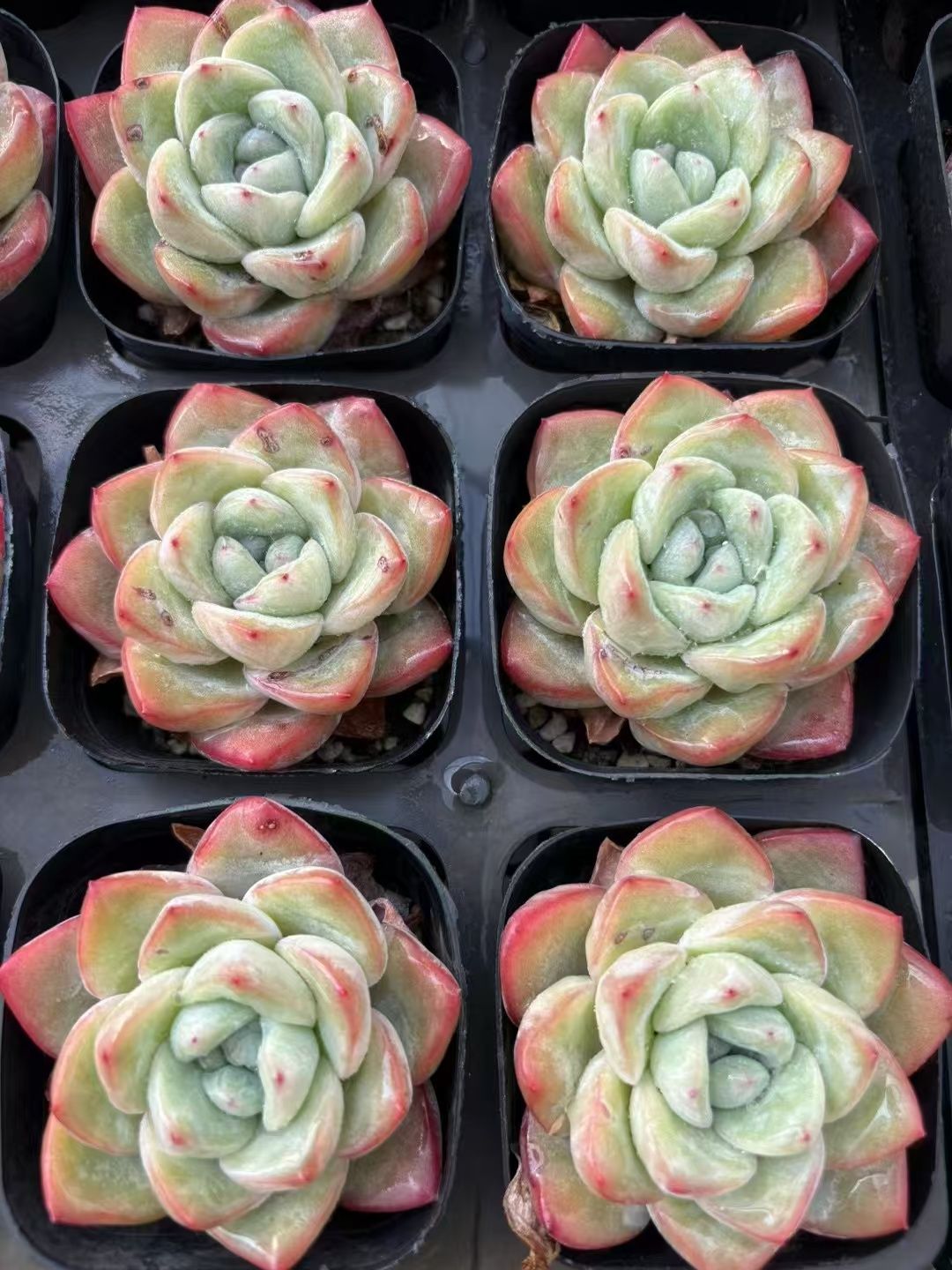 70株の抜き苗セット】いちごシュー 多肉植物 佐川急便発送 エケベリア