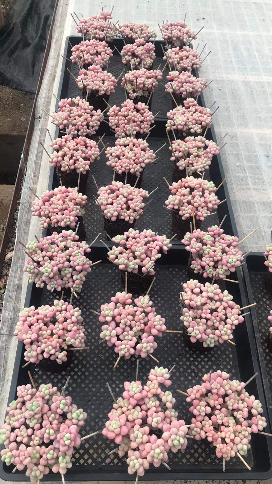 抜き苗 フィッシュエッグ SKL1224×18株 ふっくら 多肉植物