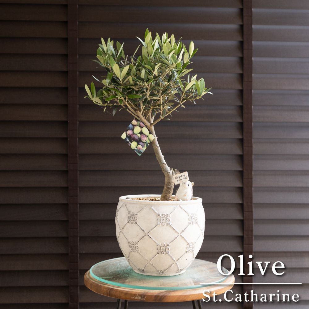 創樹 オリーブ Olive セントキャサリン 6号 陶器鉢 盆栽 SOUJU St.Catharine オリーブの木 0607WH