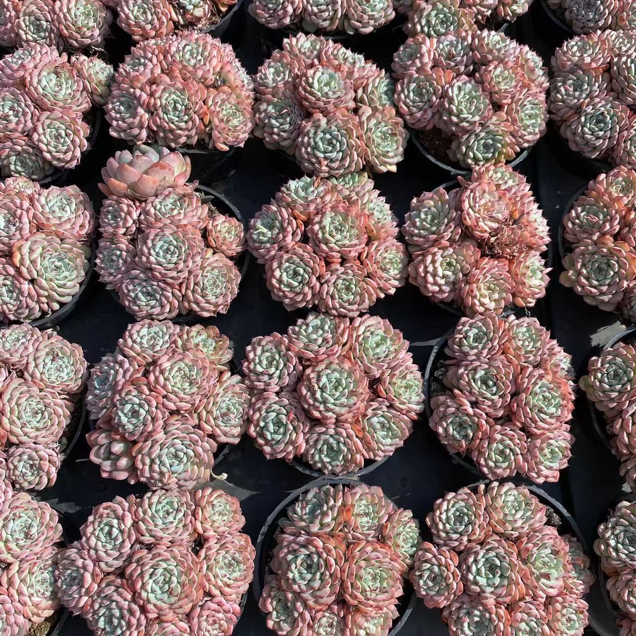 抜き苗 多肉植物