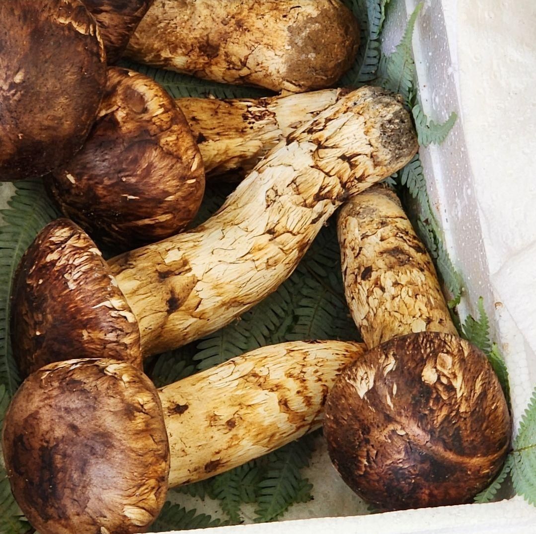 中国産 L~2L特大~大【つぼみ松茸 400~450g 3～8本 お中元 還暦祝 中国産 L~2L特大~大【つぼみ松茸 400~450g 3～8本