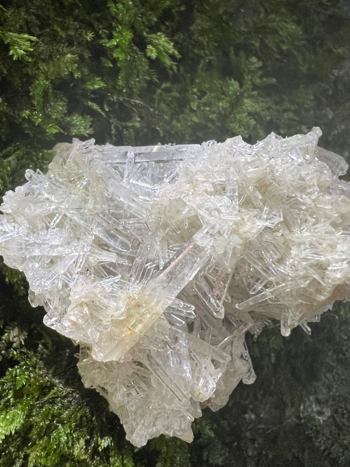 龍脈の精髄 ― クラスター 細針の聖域 保護猫活動支援