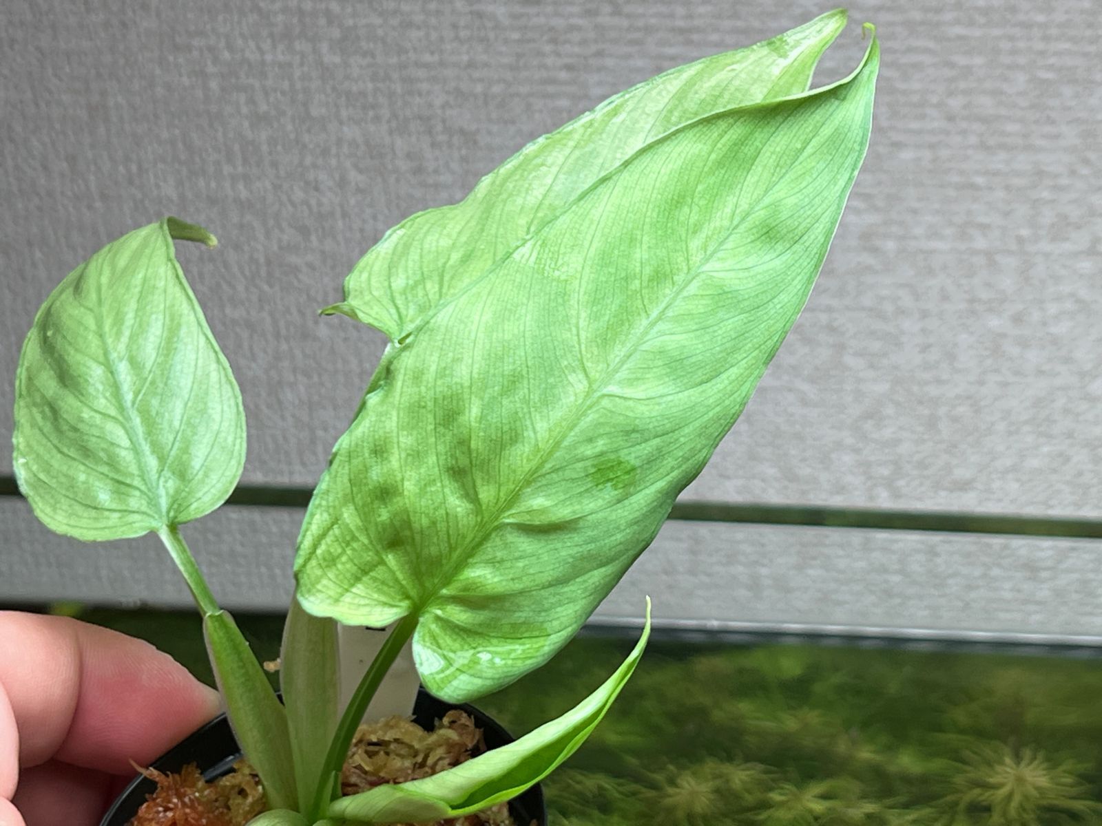 Schismatoglottis sp. 