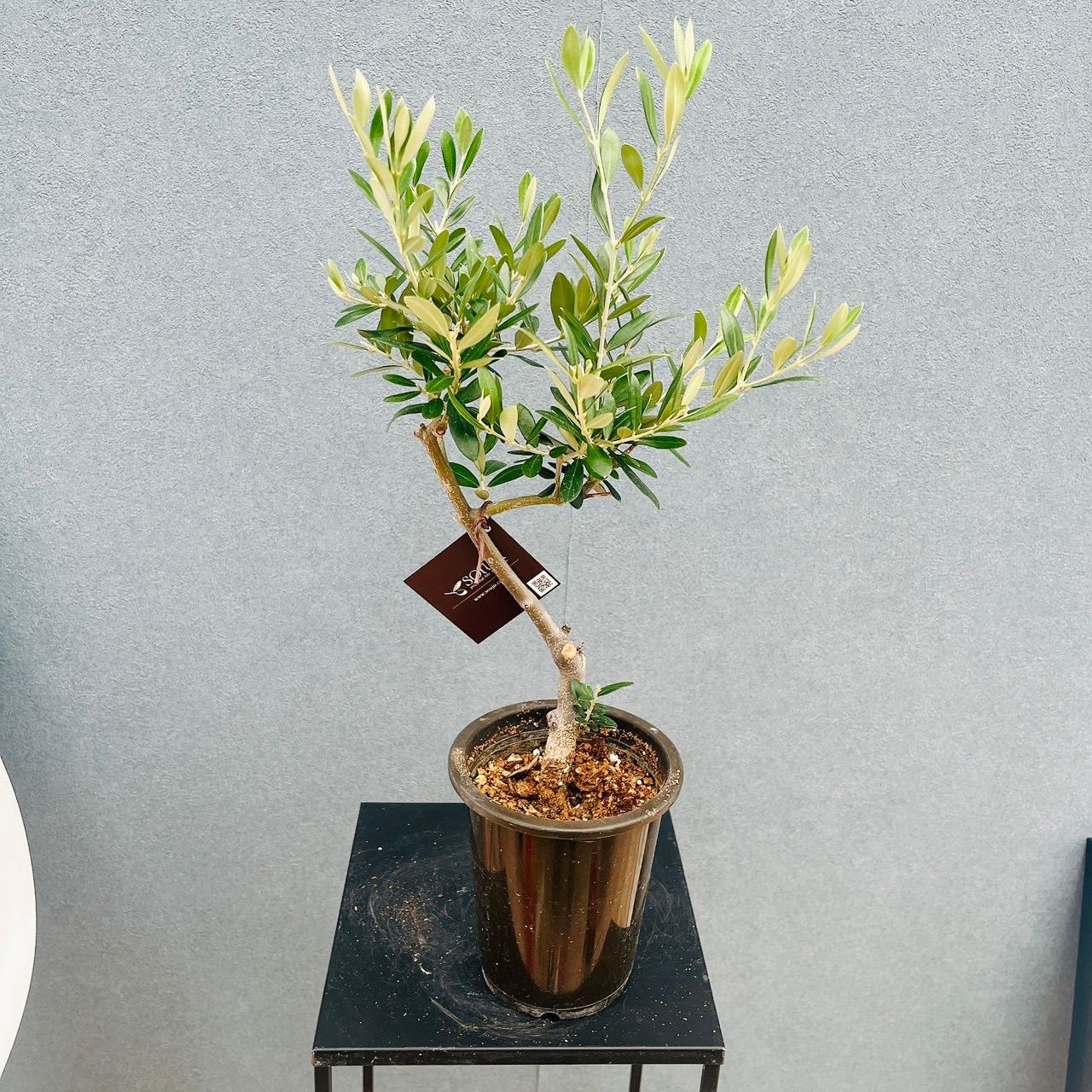 現品］【希少】 13番 オリーブ アルベキーナ 5号 観葉植物 レア