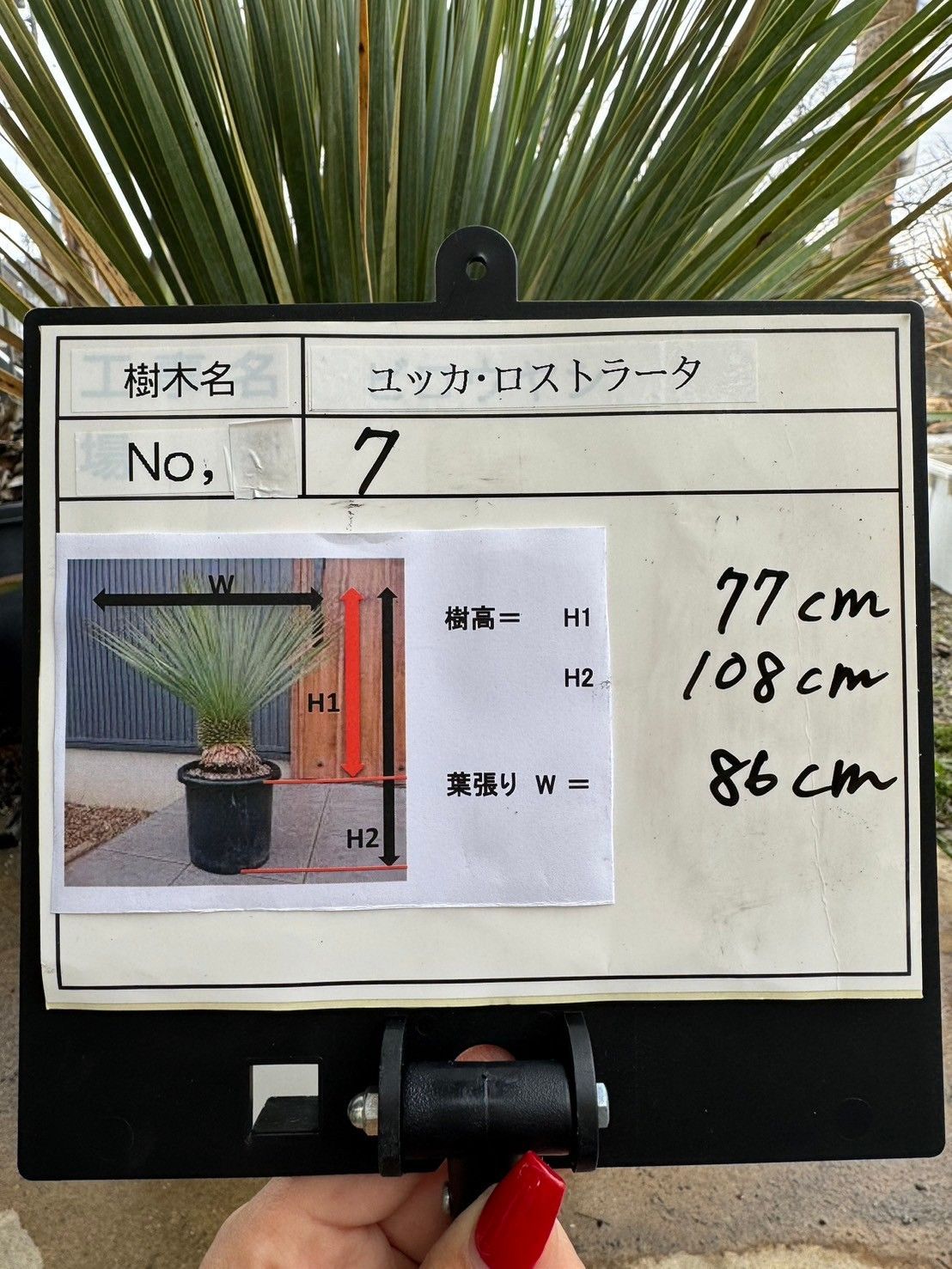 ベアルート株 No.7
