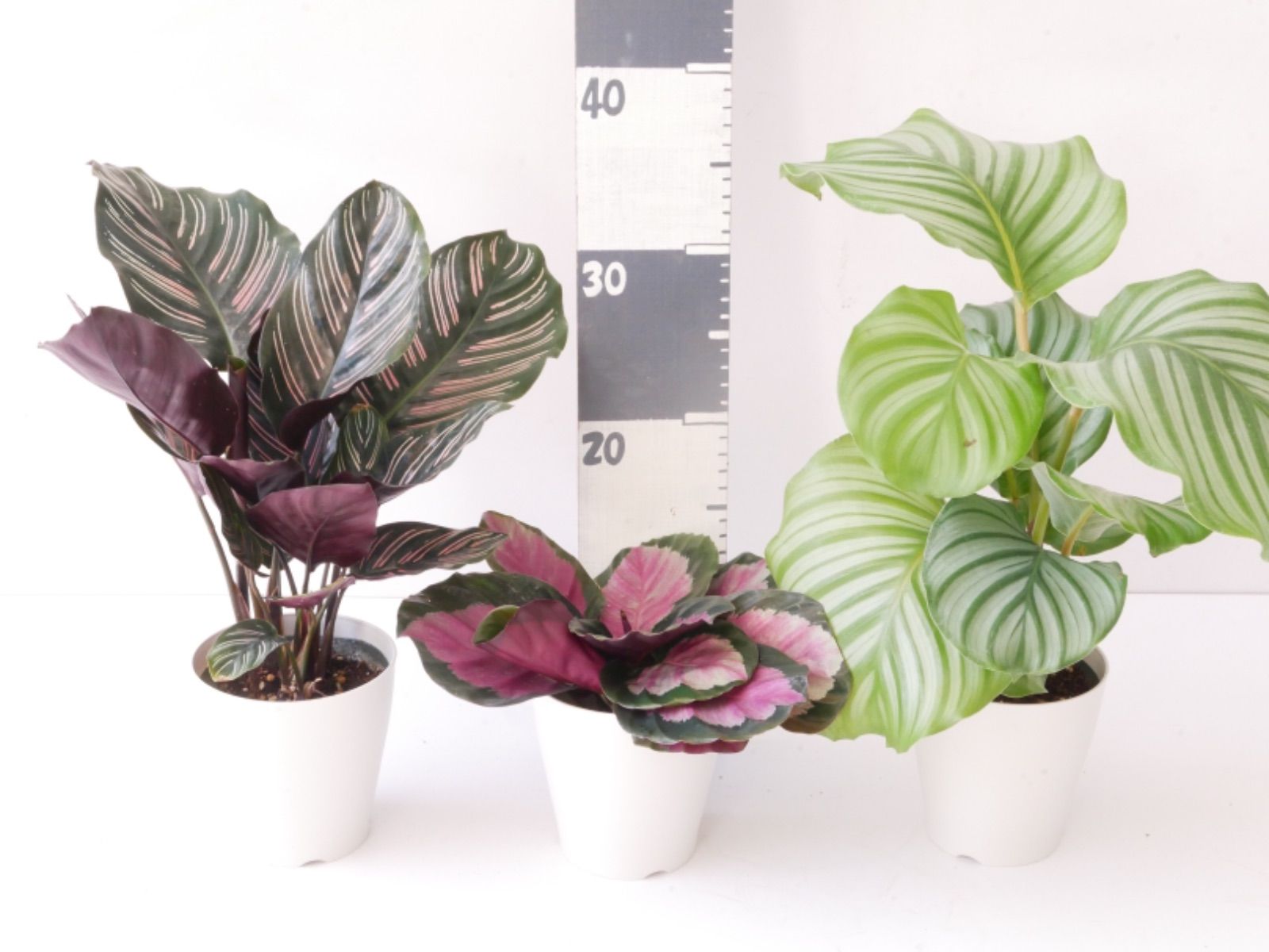 メルカリshops 選べる カラテア オルビフォリア サンデリアーナ ロージー