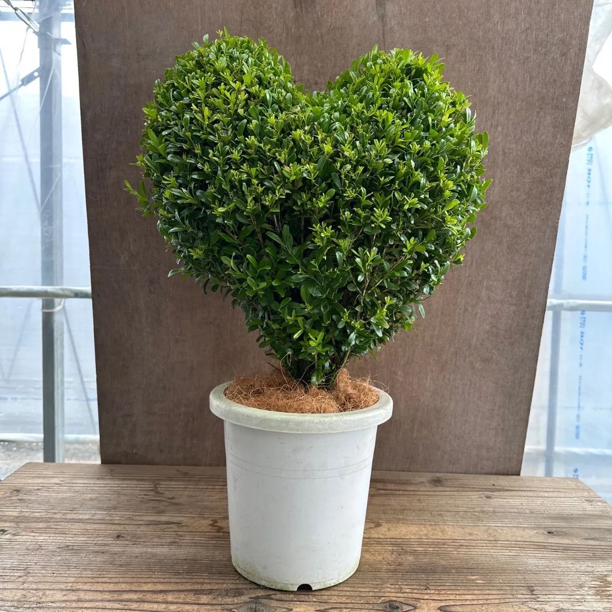 現品】ツゲ ウィンタージェム ハート ② 8号 1本 観葉植物 観葉 植物