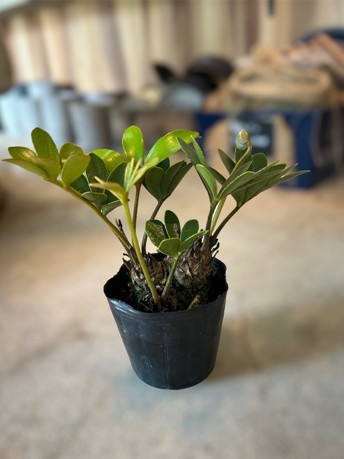 多頭ザミア メキシコソテツ (3頭)② - メルカリ