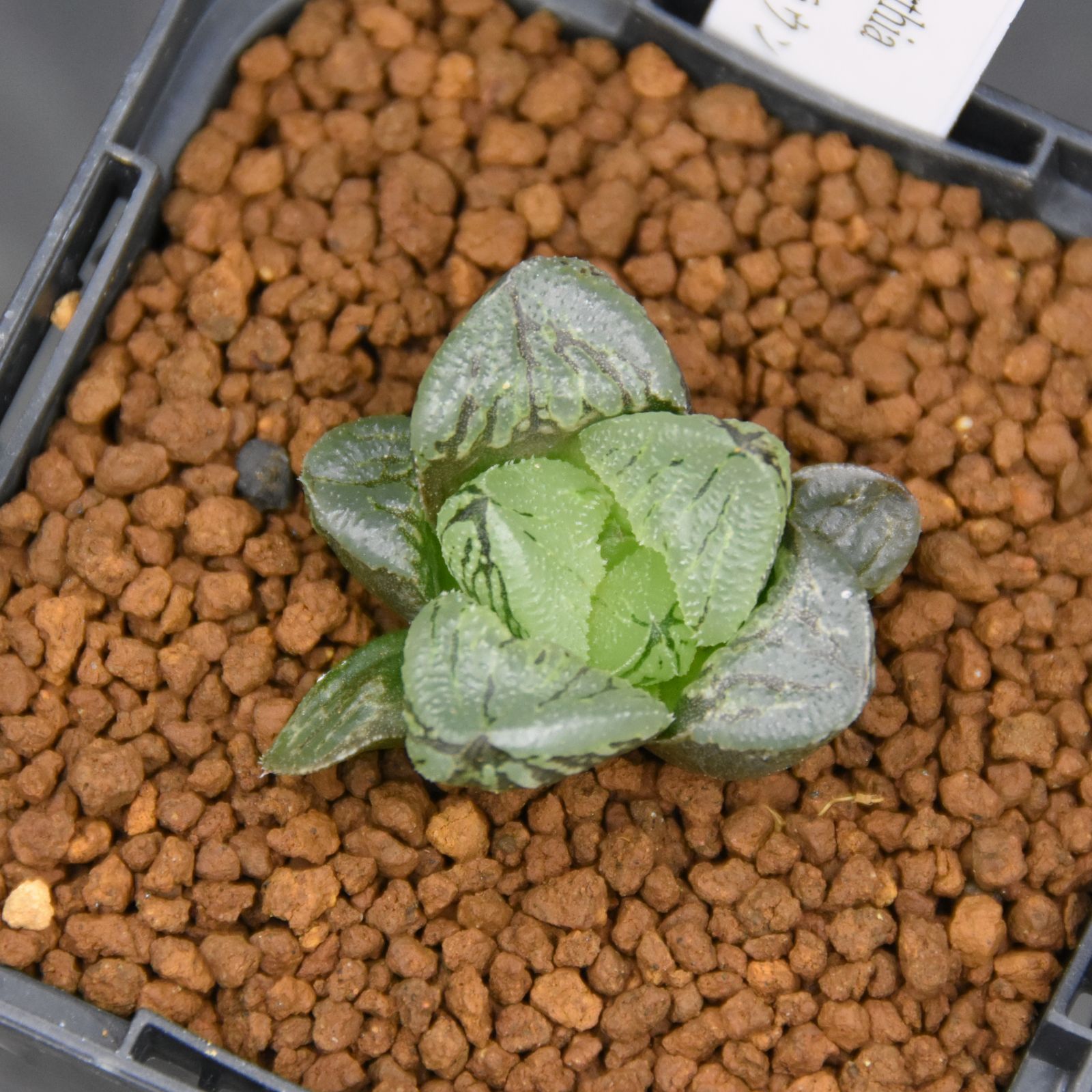 BP』ハオルチア ソウルクラウン - メルカリ BP』ハオルチア ソウルクラウン - メルカリ