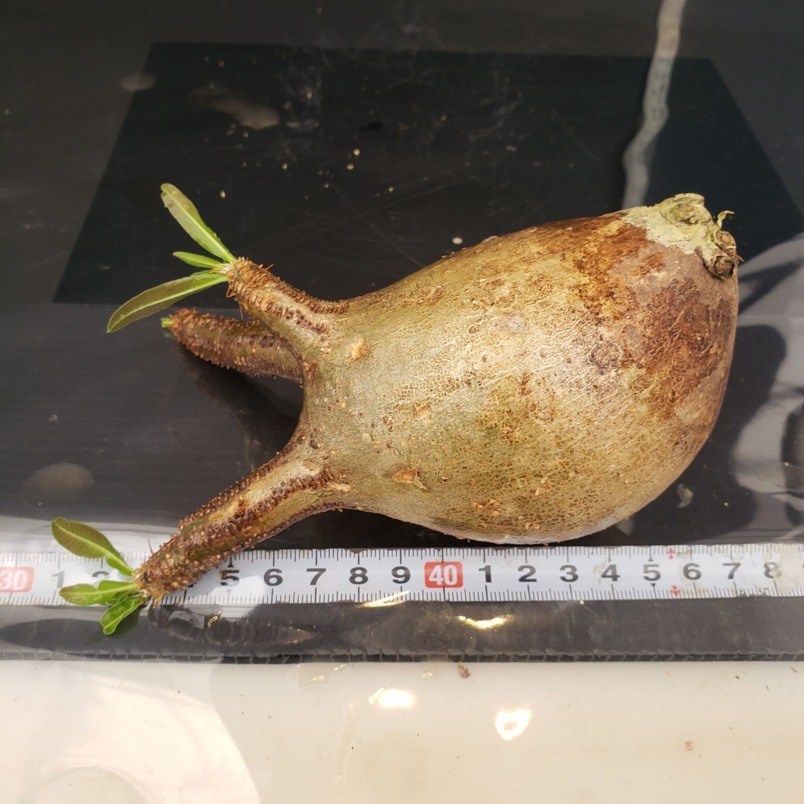 U528【最新到着】Pachypodium グラキリス(S)(現地球・抜き苗 U528【最新到着】Pachypodium グラキリス(S)(現地球・抜き苗