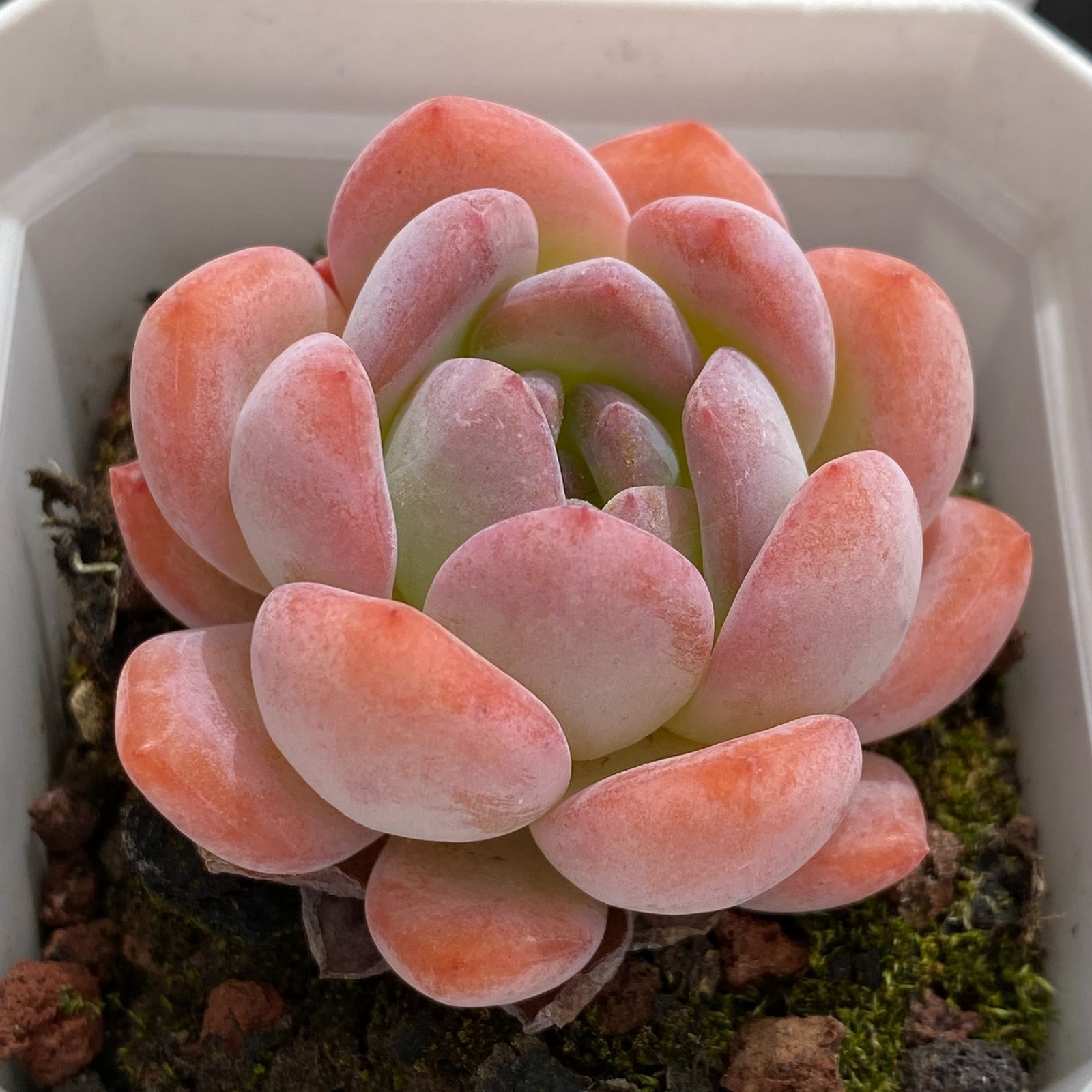 多肉植物 アエオニウム