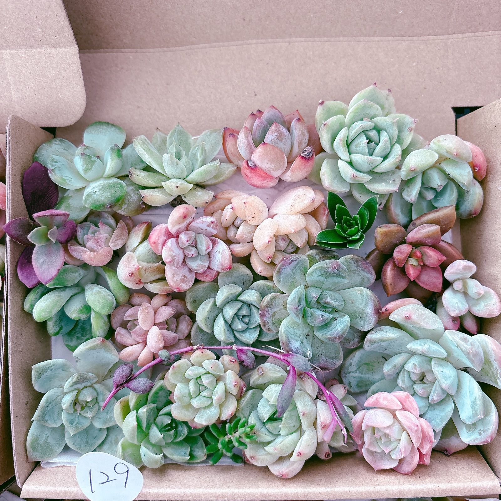 129 訳あり多肉植物セット - メルカリ