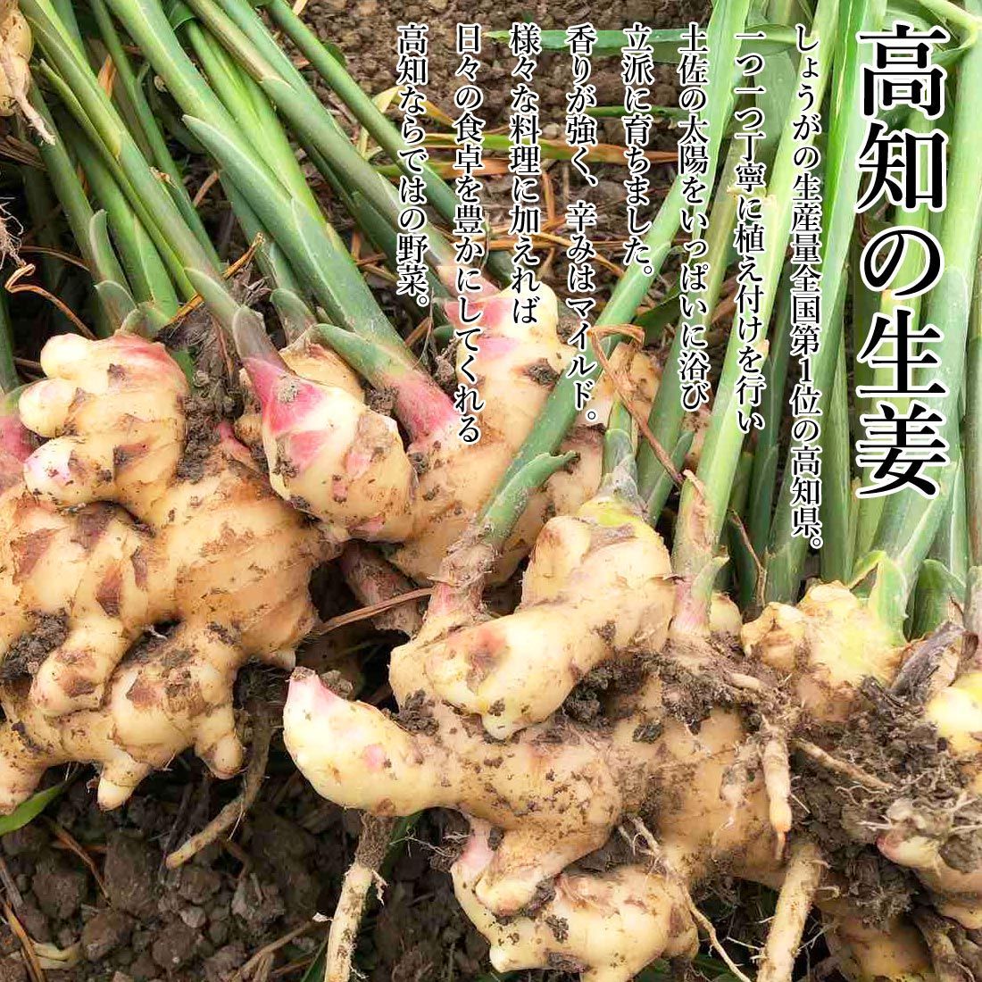 高知産 ショウガ