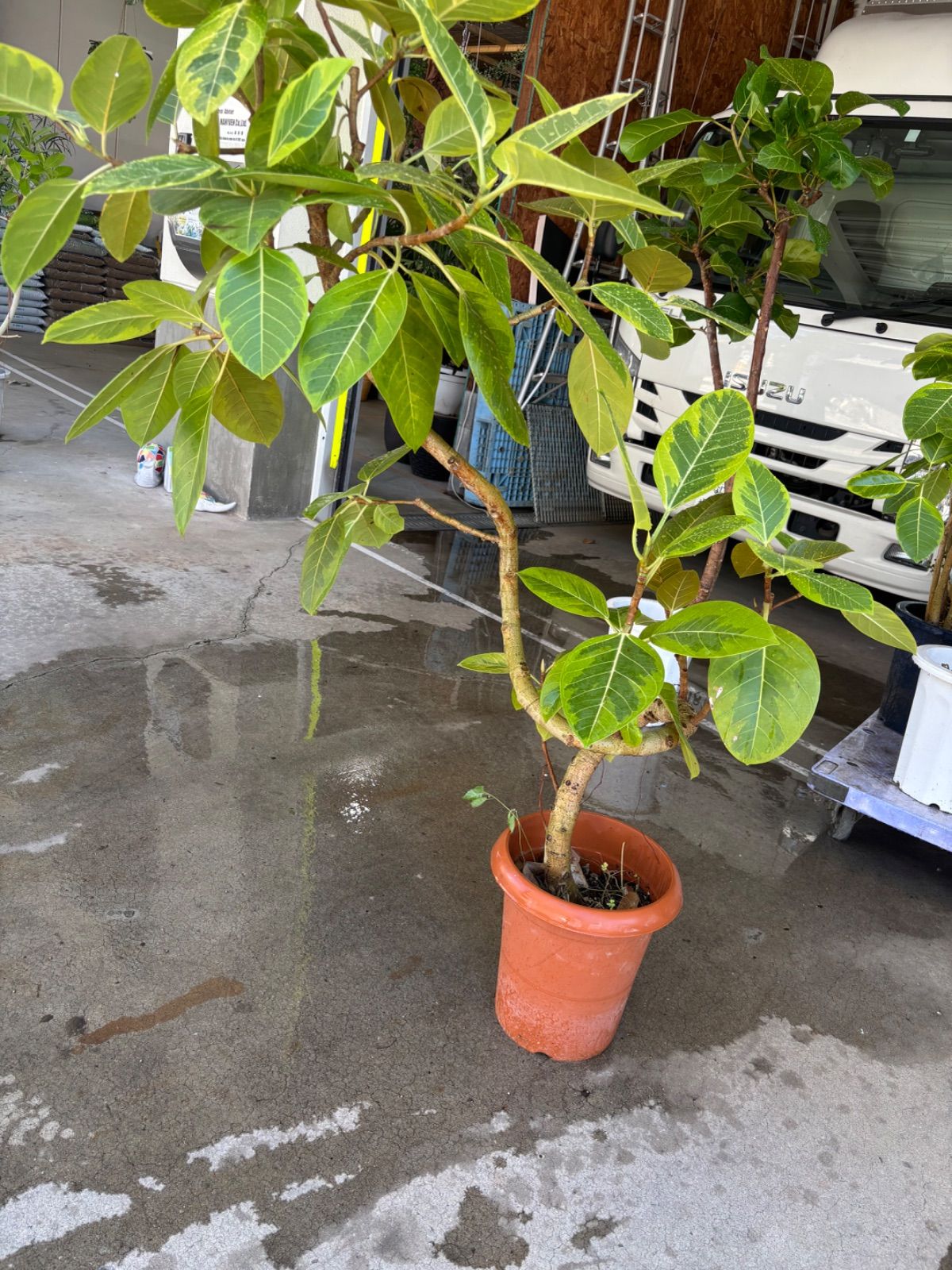 現品　フィカス　ゴムの木　アルテシマ　曲がり　45番　特大　観葉植物　インテリア 現品 フィカス ゴムの木 アルテシマ 曲がり 45番 特大 観葉植物