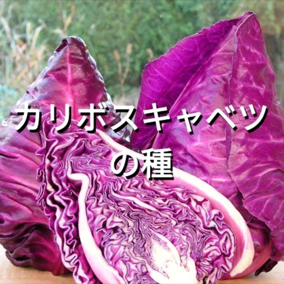 カリボスキャベツの種(固定種・Kalibos cabbage) カリボスキャベツの種(固定種・Kalibos cabbage) - メルカリ