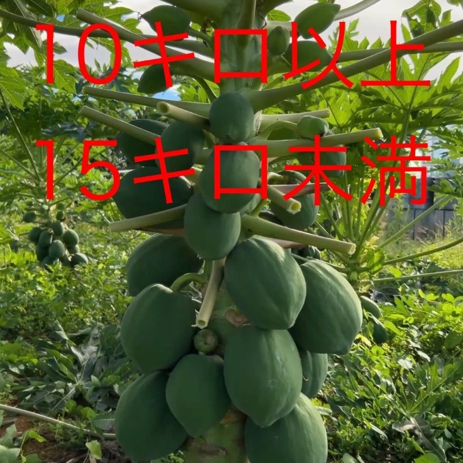 沖縄県産 青パパイヤ 10kg以上 - メルカリ