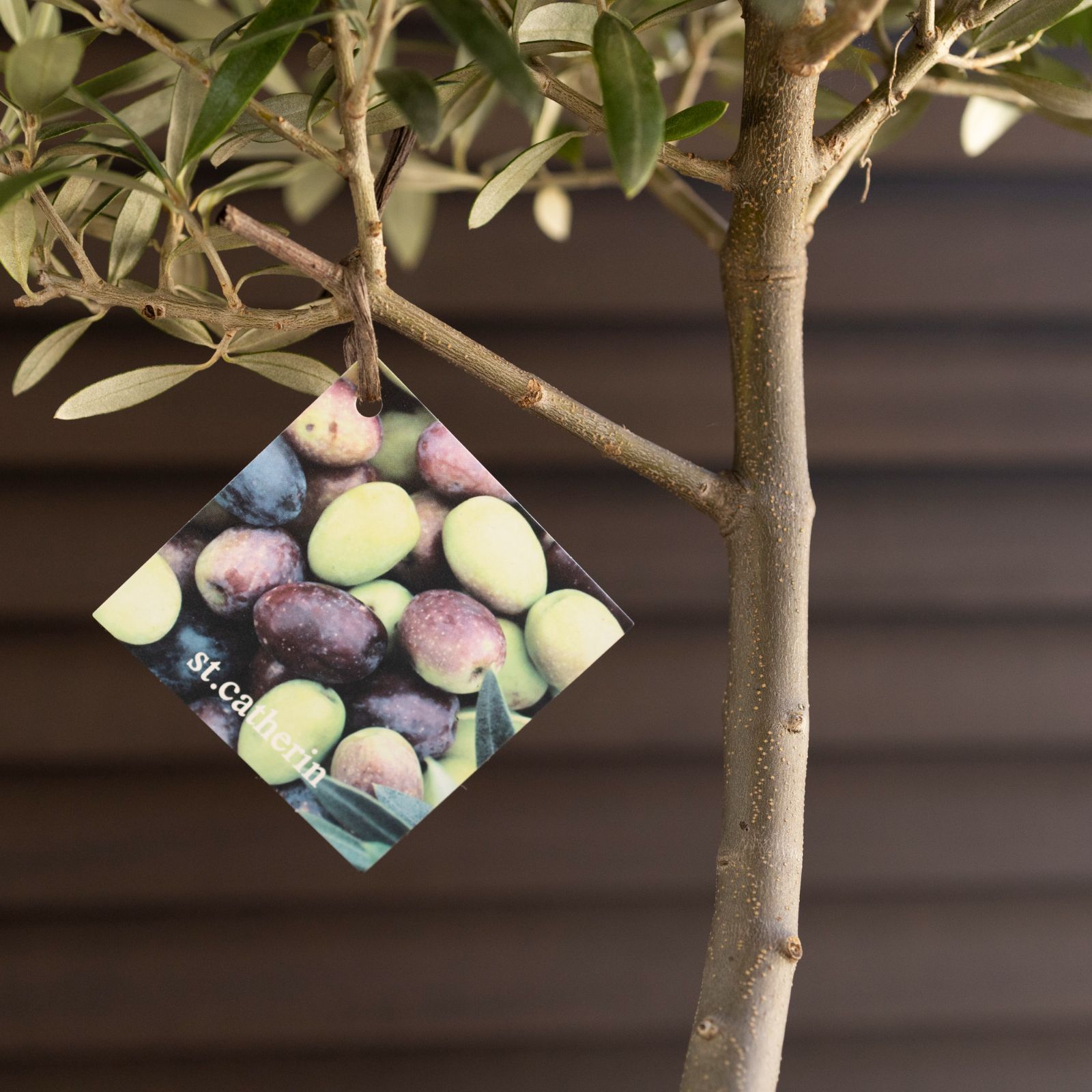 創樹 オリーブ Olive セントキャサリン 6号 陶器鉢 盆栽 SOUJU St