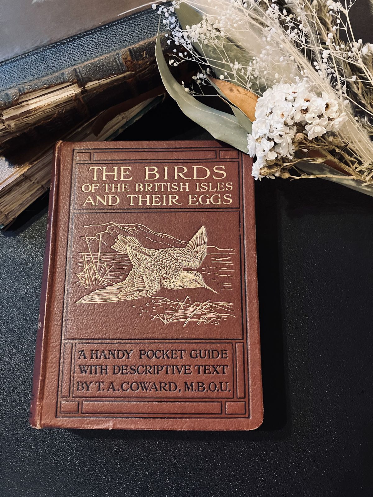 アンティーク洋書 鳥と卵の図鑑 第1巻 1934年 - メルカリ