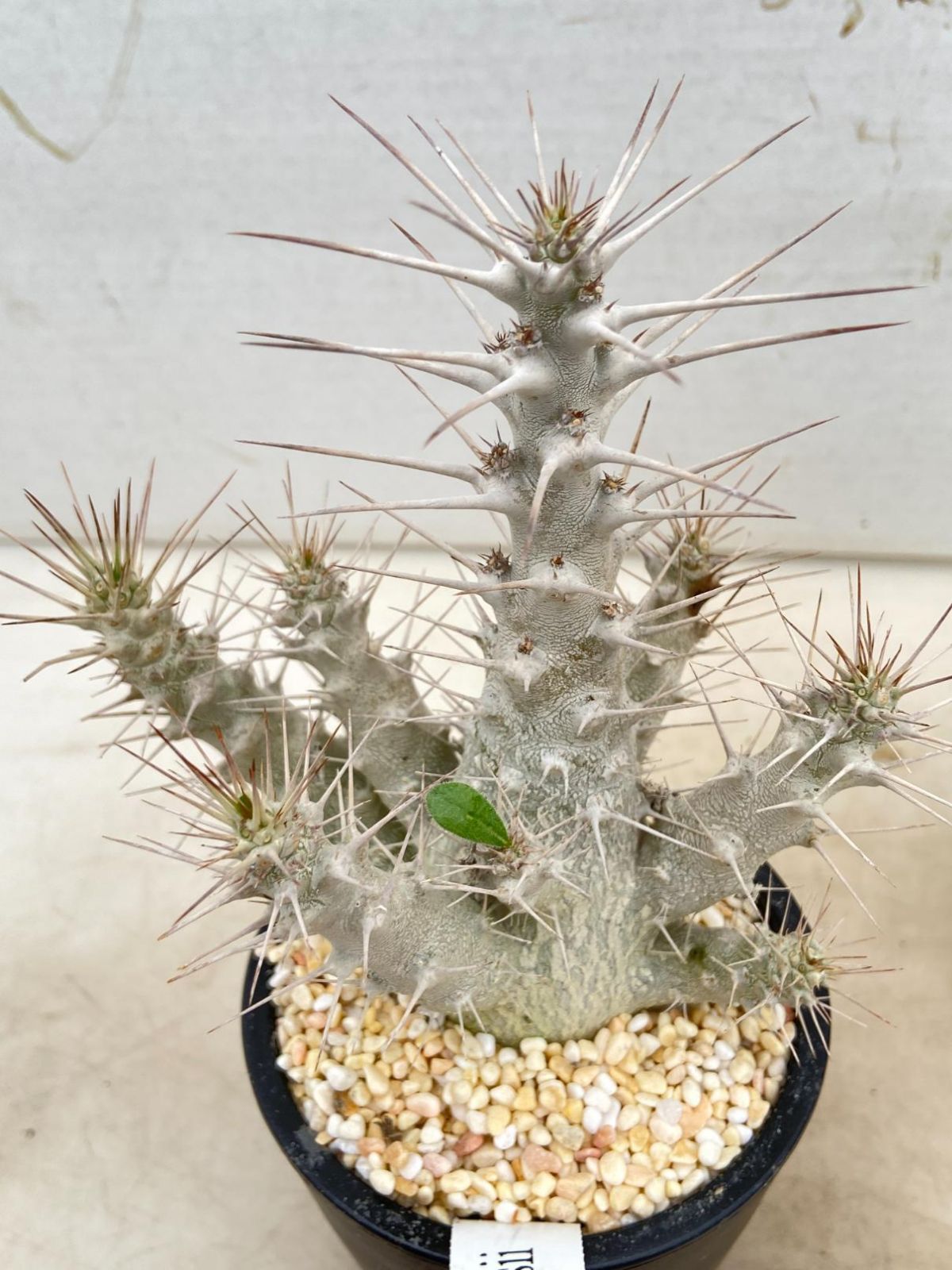 2936 「塊根植物C」パキポディウム サウンデルシー【発根・多肉植物・Pachypodium saundersii・白馬城・葉落ちします】 -  メルカリ