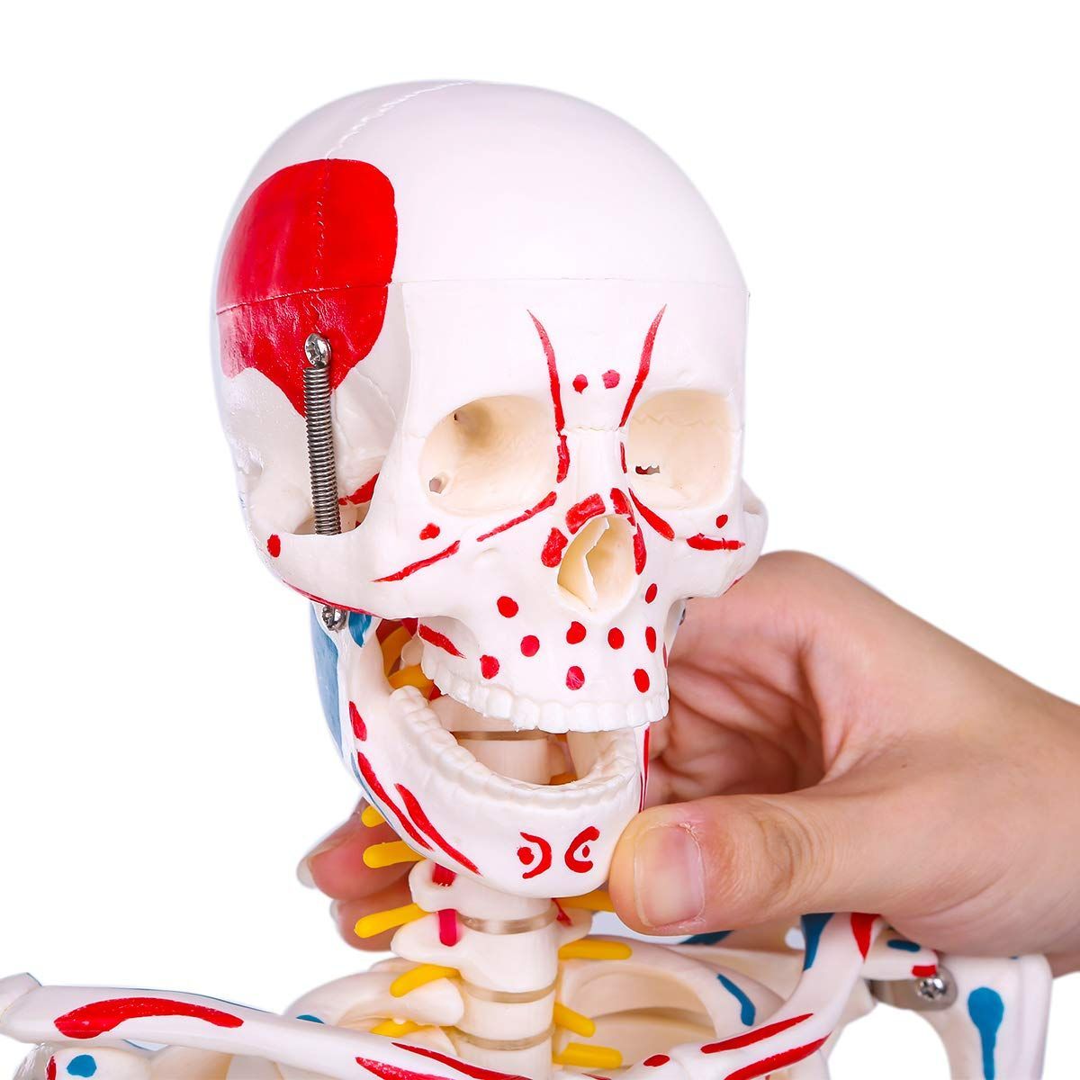 2人体モデル 理学療法士監修