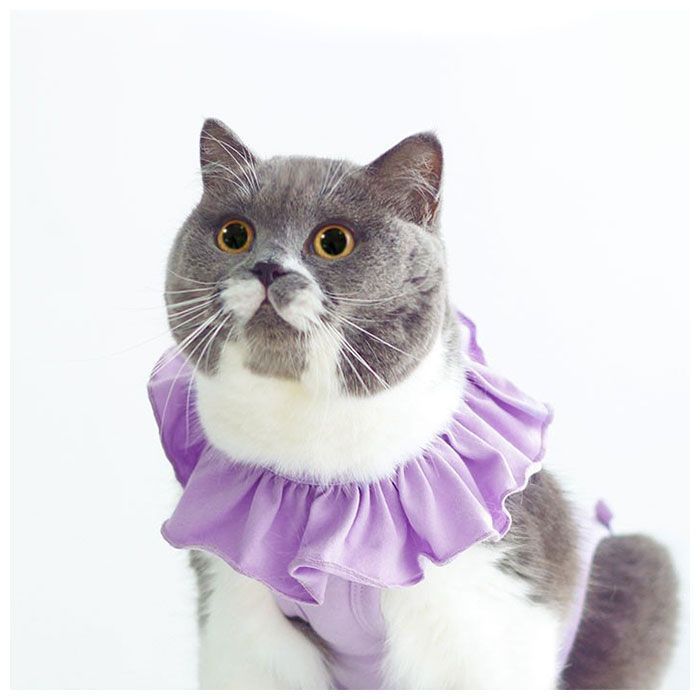 猫さん様用 猫壱 キャットプレイキューブ mofusand (82121) 猫用 おもちゃ