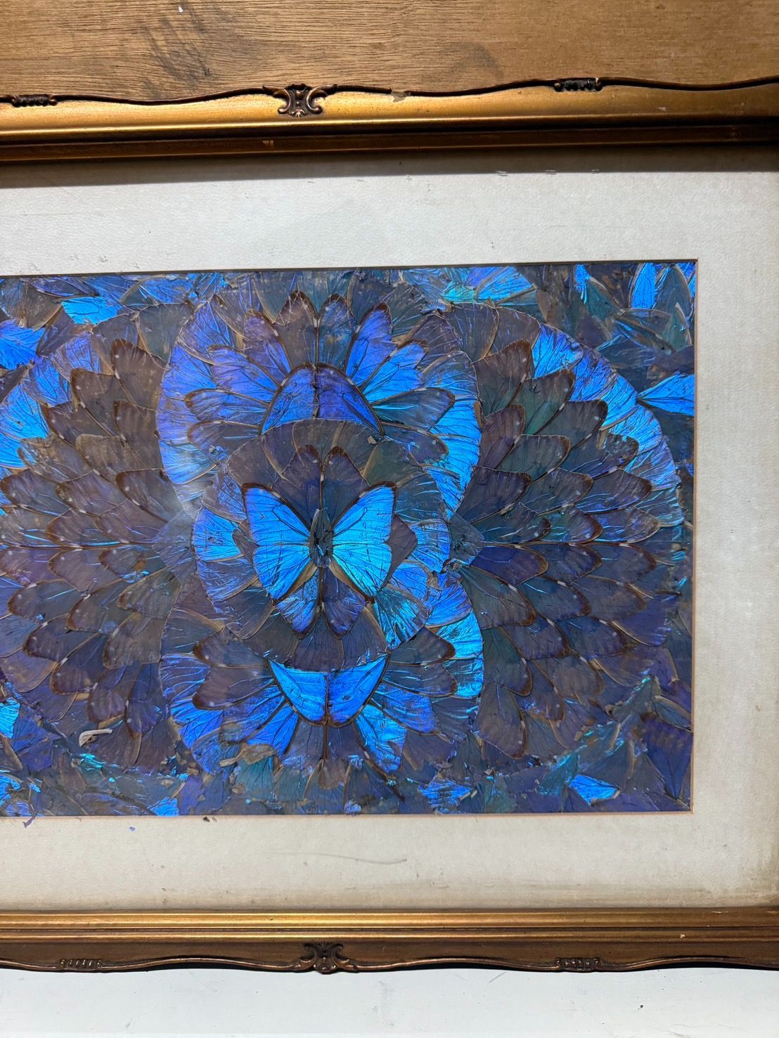 絵画】モルフォ蝶 額入り 昆虫標本 雑貨