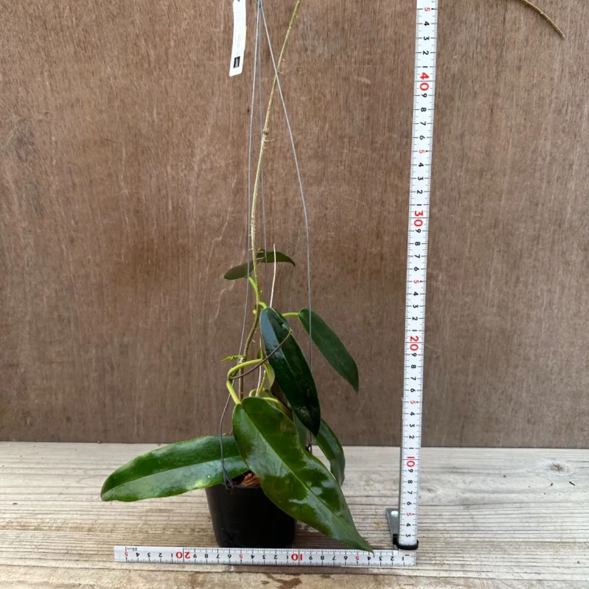 ホヤ アルクボルディアナ② Hoya archboldiana サクララン 桜蘭 現品