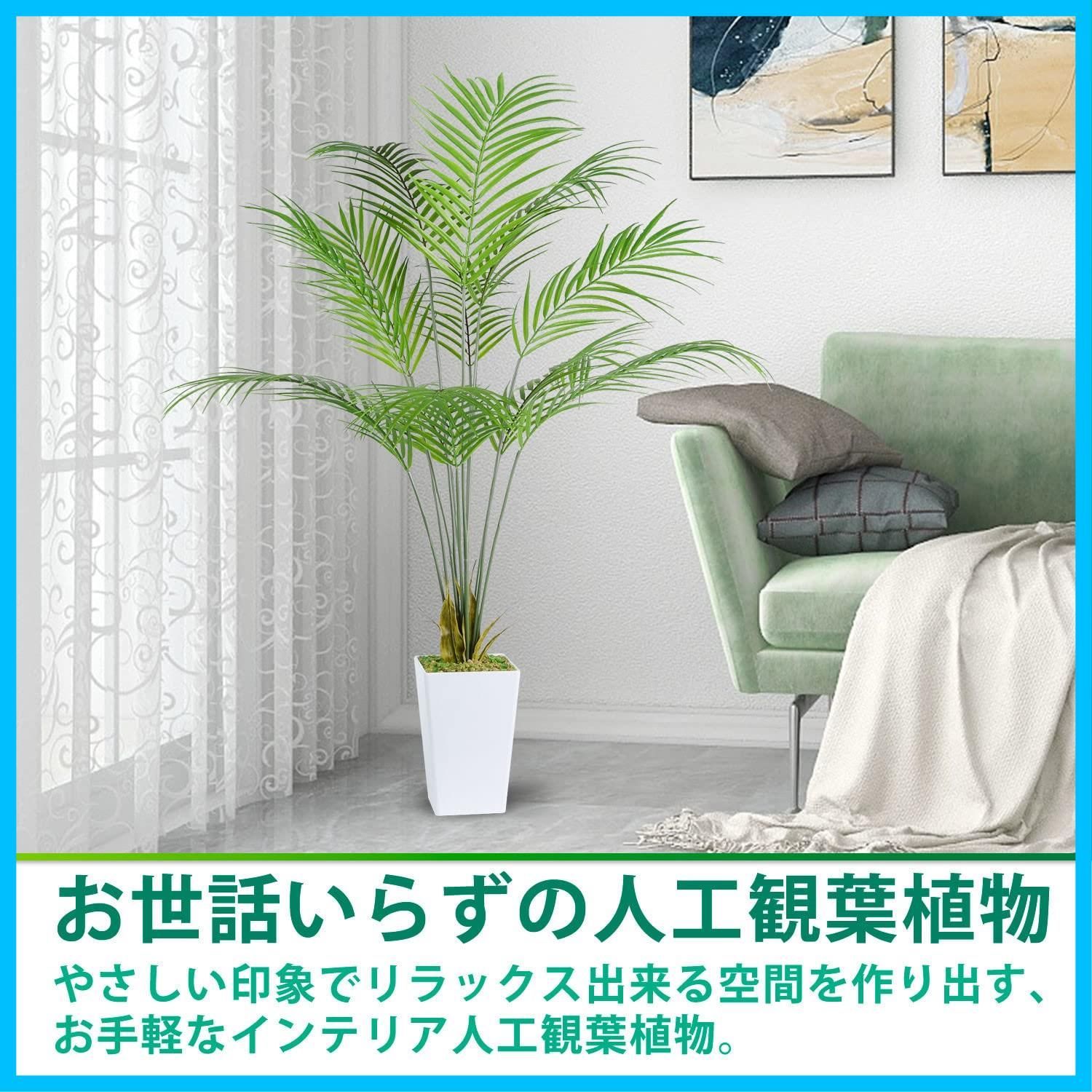熱帯のヤシの木