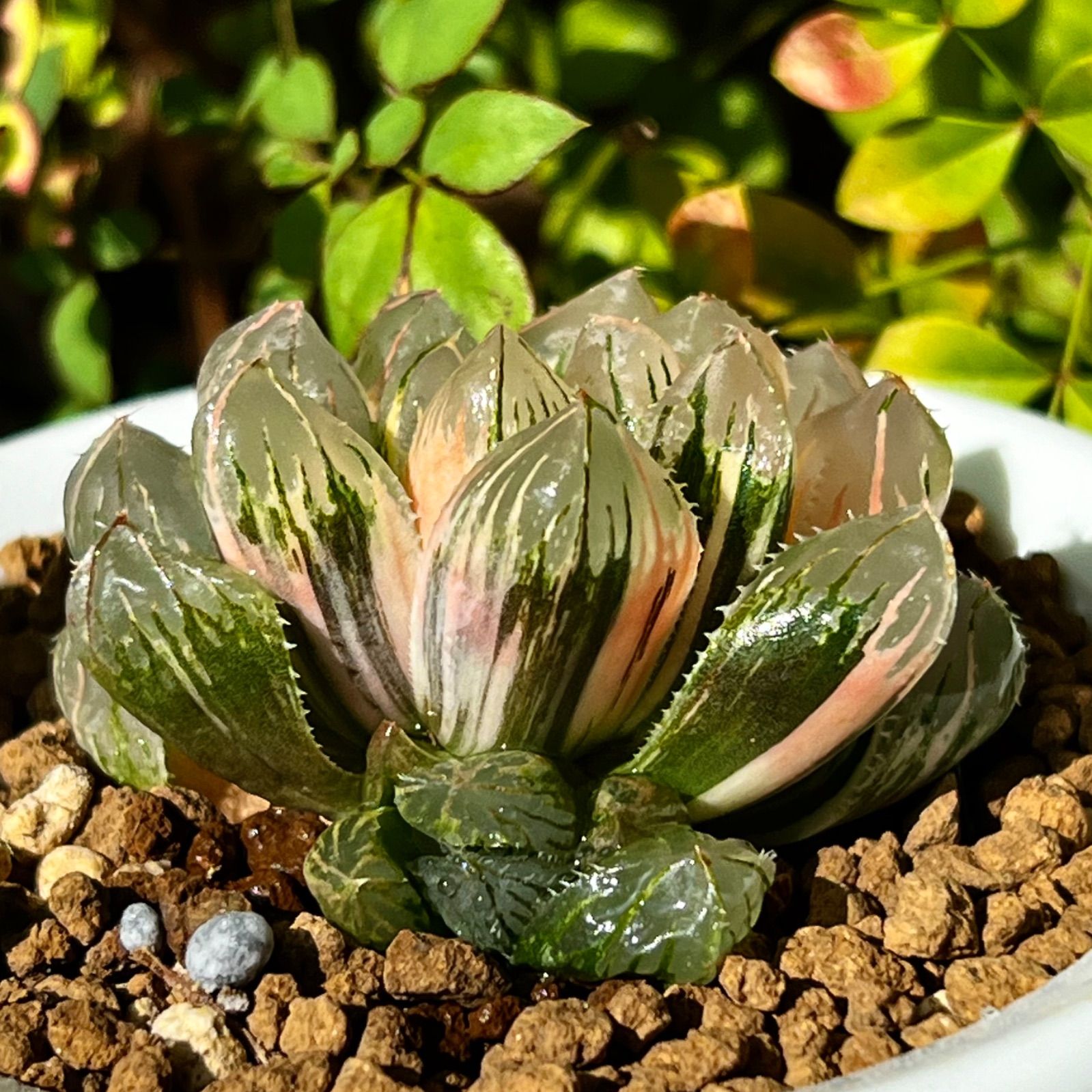 ガーデニングチェアー草むしり座ってむしれる道楽用背もたれ付き二輪車