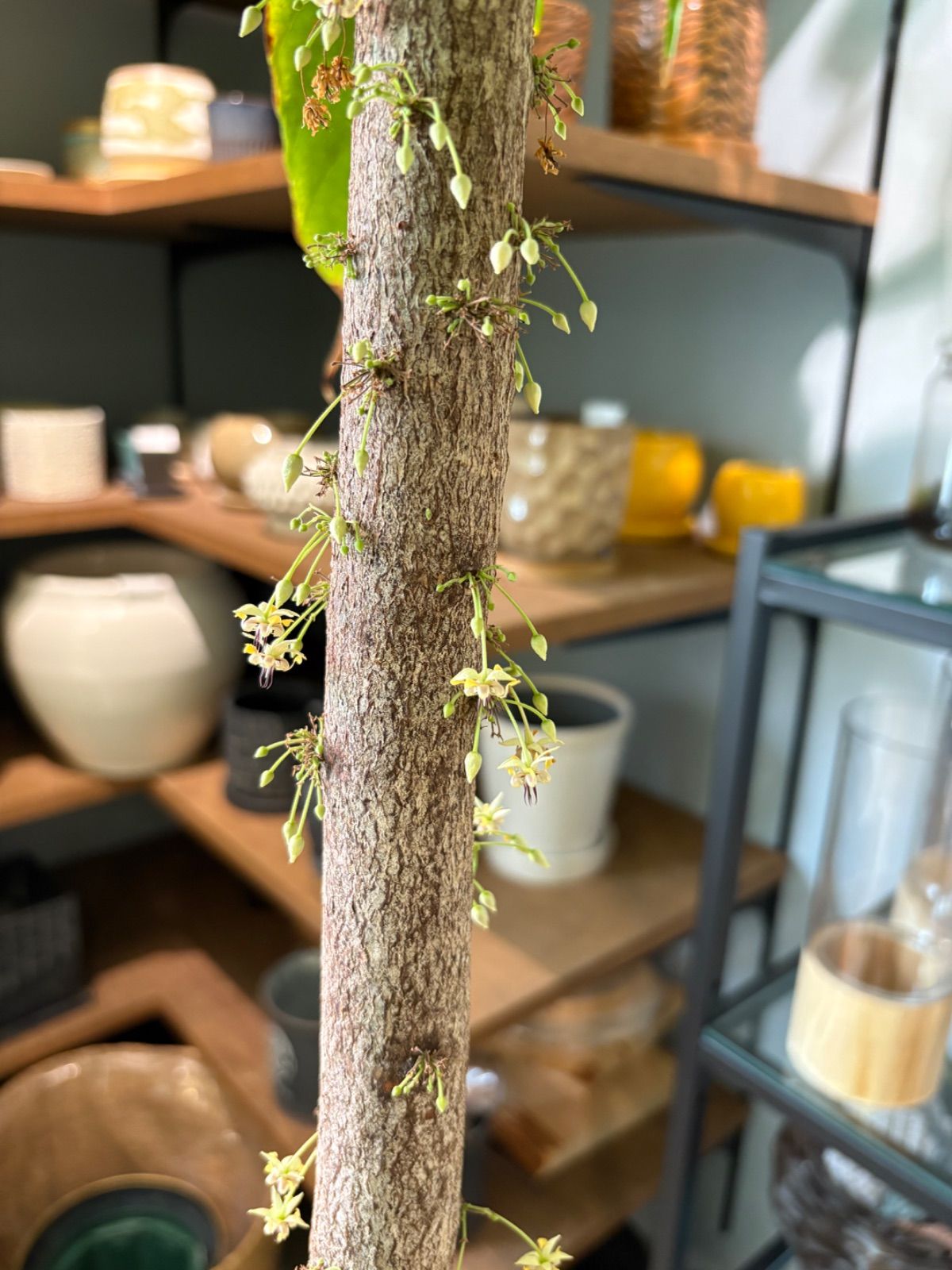 カカオの木 カカオ苗フォラステロ系統(大)＋管理サービス | 【宮崎