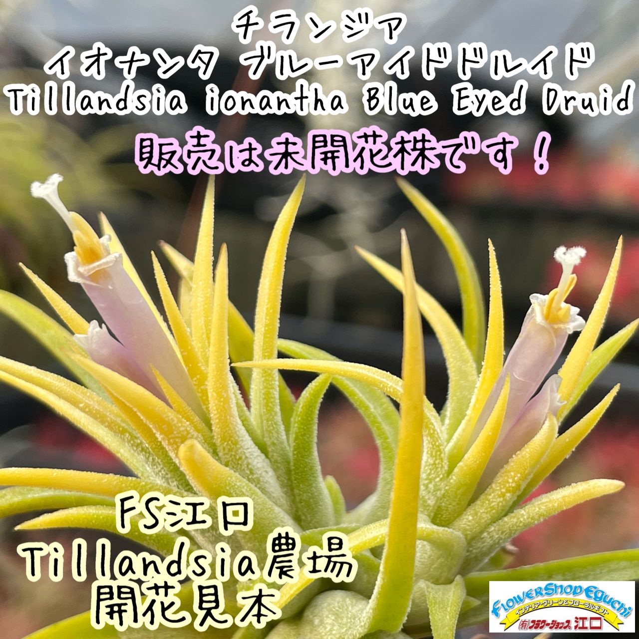 子株＊ チランジア イオナンタ ブルーアイドドルイド Tillandsia ionantha Blue Eyed Druid＊エアプランツ＠フラワーショップ江口  - メルカリ