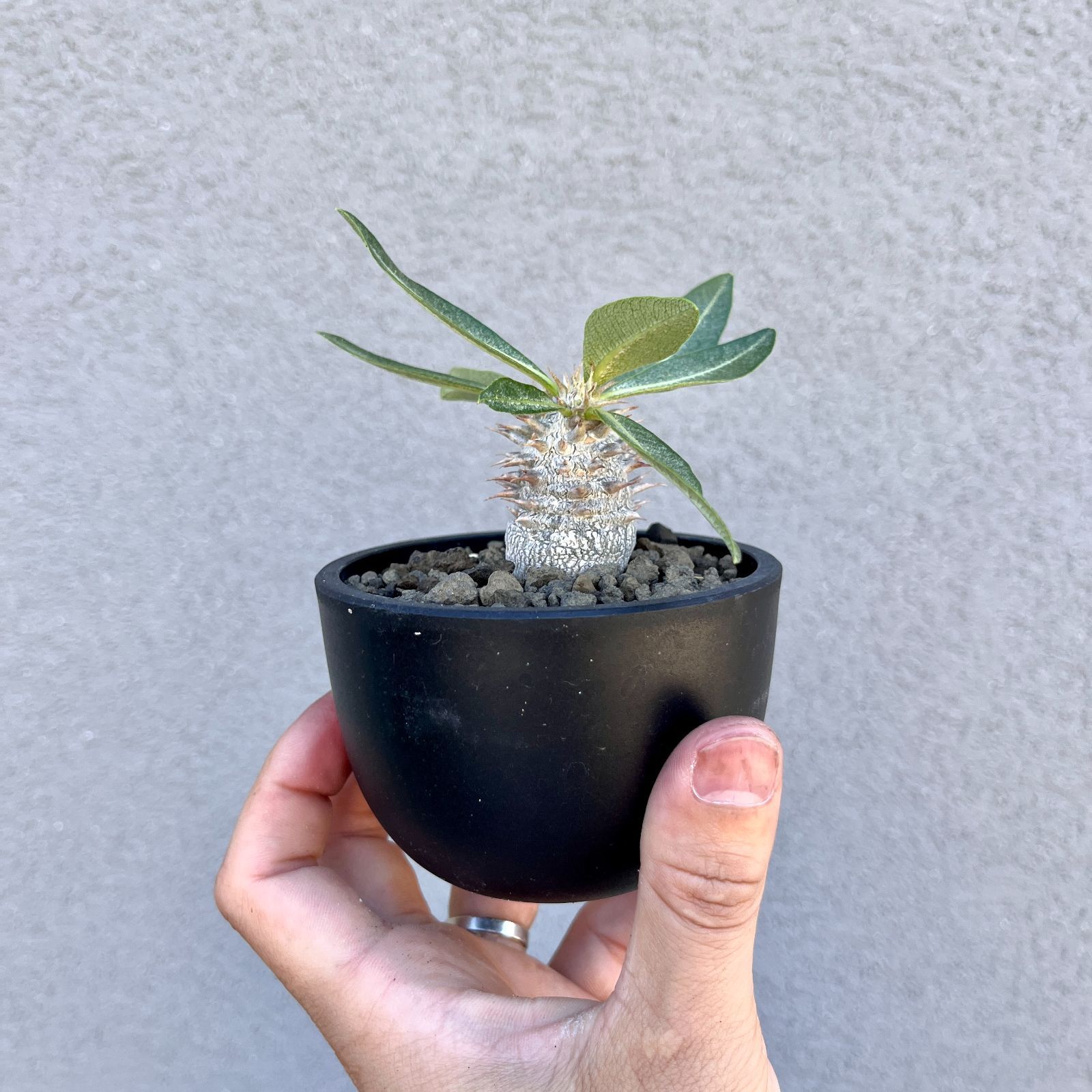 パキポディウム グラキリス 実生#3 パキポディウム・グラキリス 実生株｜Pachypodium rosulatum var
