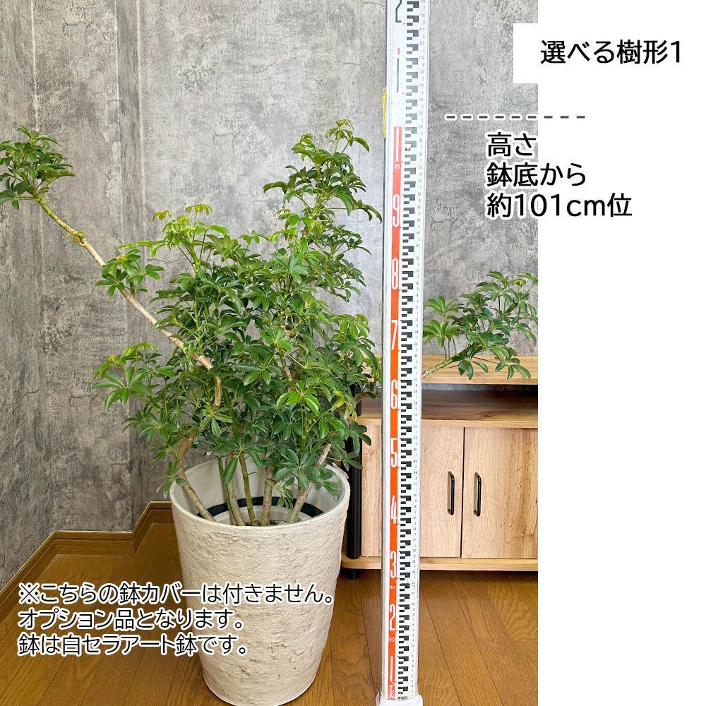 シェフレラ ホンコン カポック 10号 ヤドリフカノキ 観葉植物